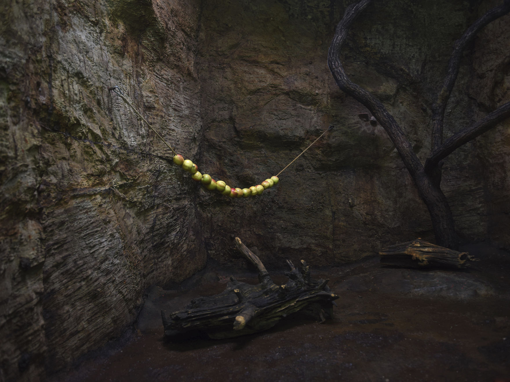 Sofie Knijff, Apples, Sri Lanka, 2016