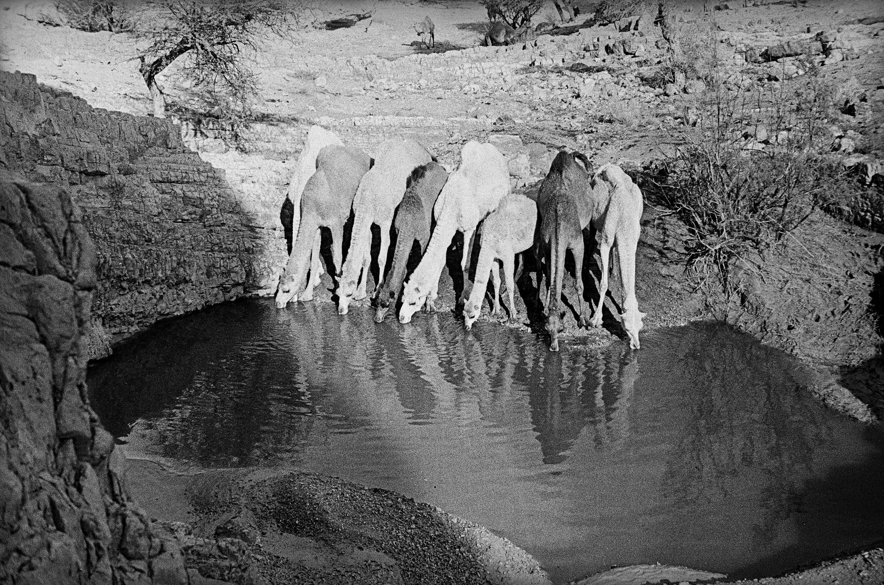 Micha Bar-Am, Waterhole, Nahal Zohar, 1954