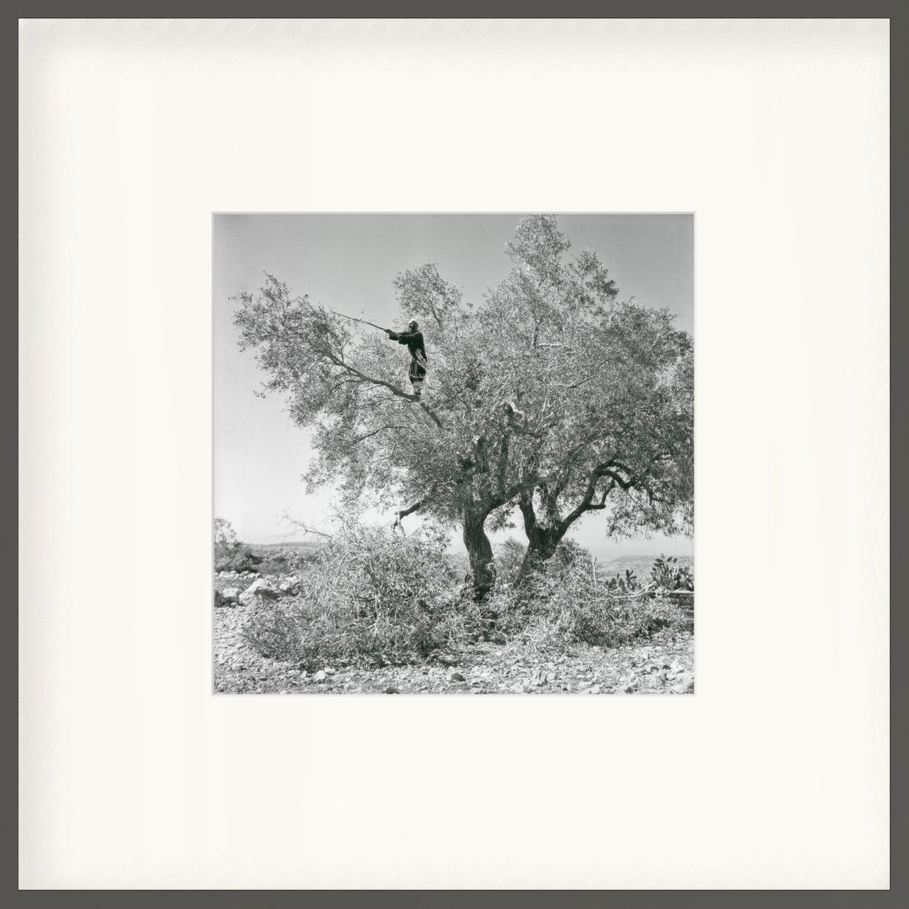 Micha Bar-Am, Olive harvest, Kisra, 1958