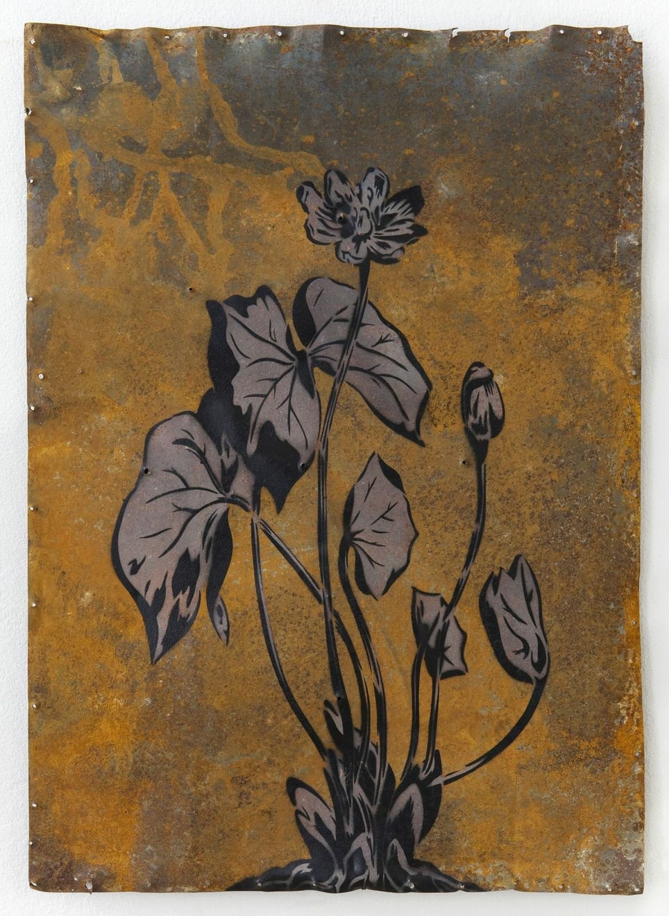 XOOOOX, Jeffersonia (Sun), 2013