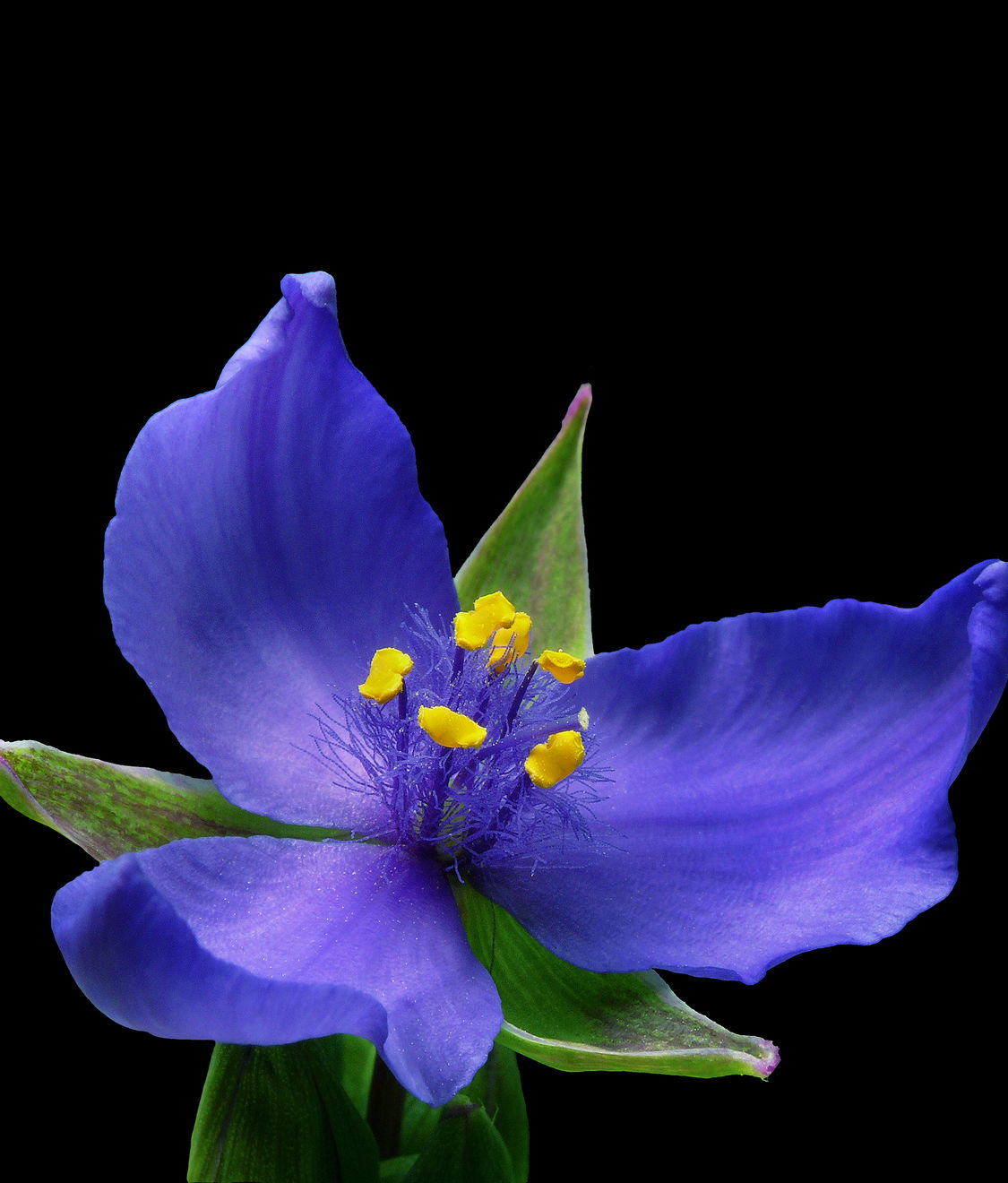 Heidi Norton, Spiderwort (Tradescantia), 2014