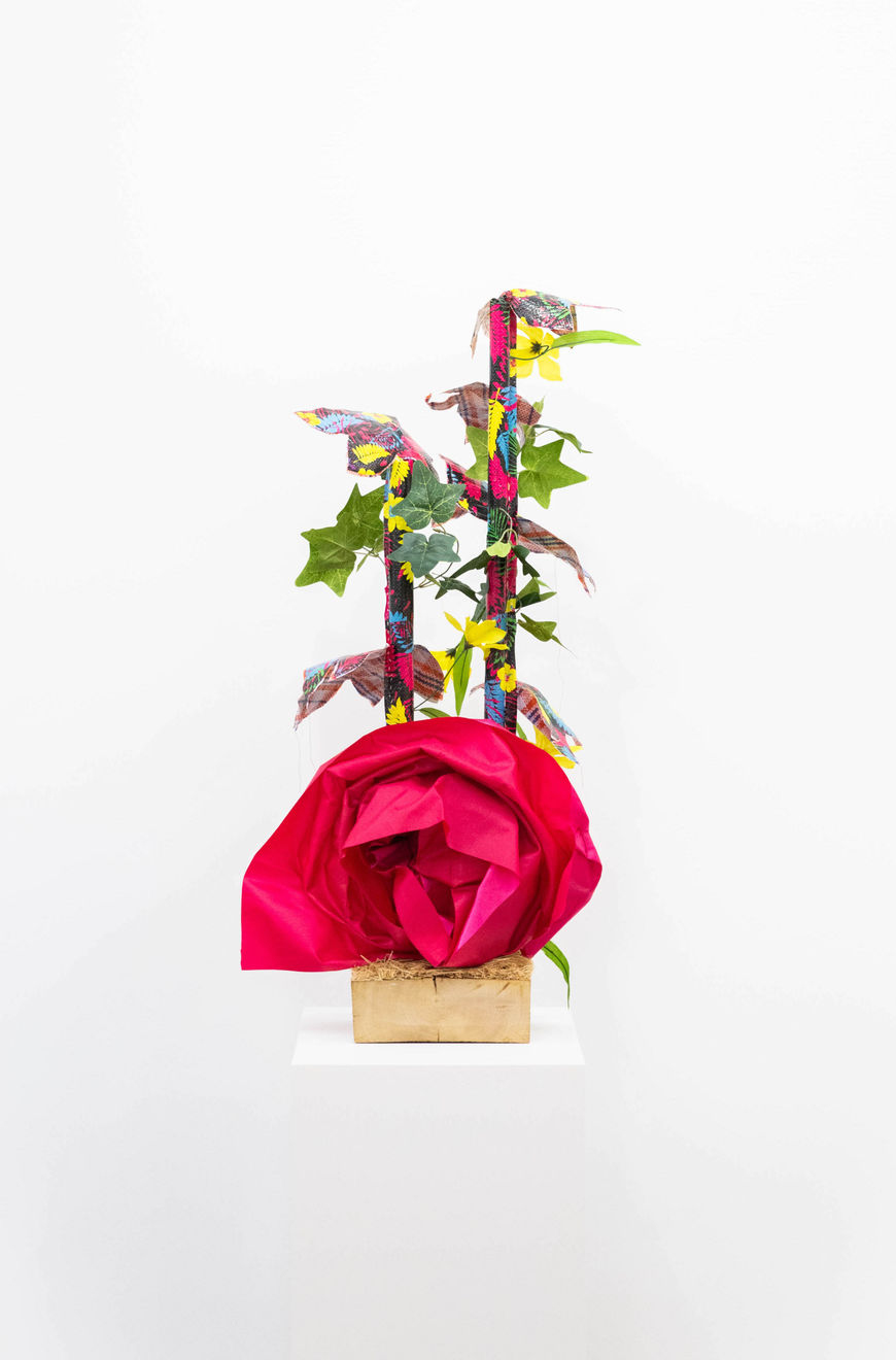 Layo Bright, Luffa Acutangula (Loofah), 2019