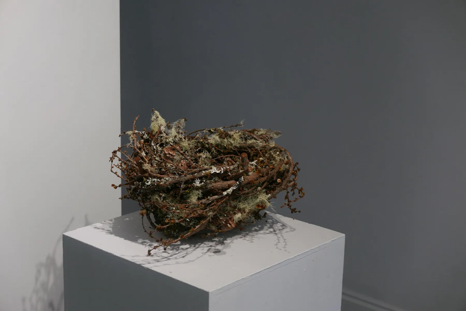 Joe Hogan, Outsize nest no.4