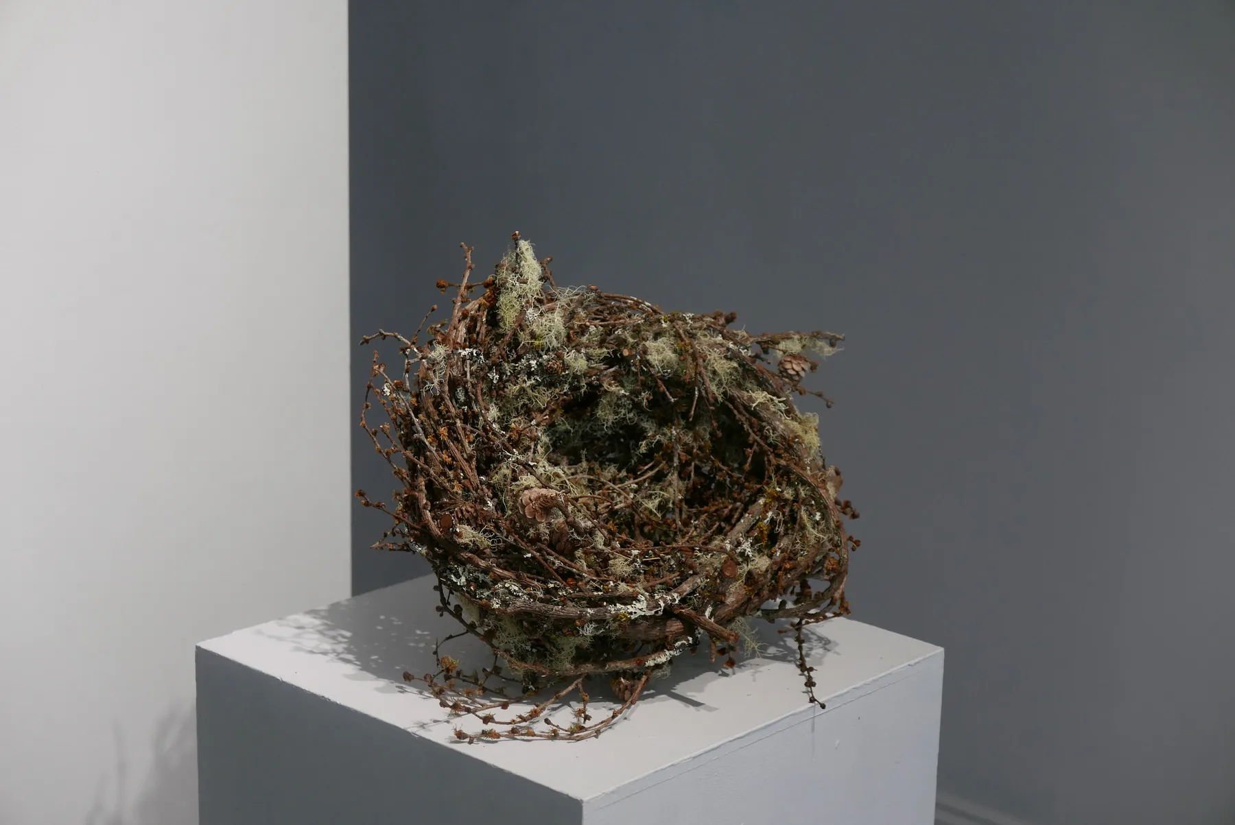 Joe Hogan, Outsize nest no.4