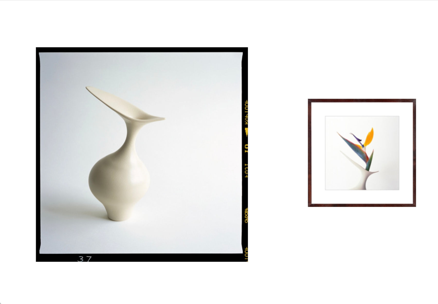 Vivienne Foley (Photography), Strelitzia in Ivory Winged Form Vase, 1999