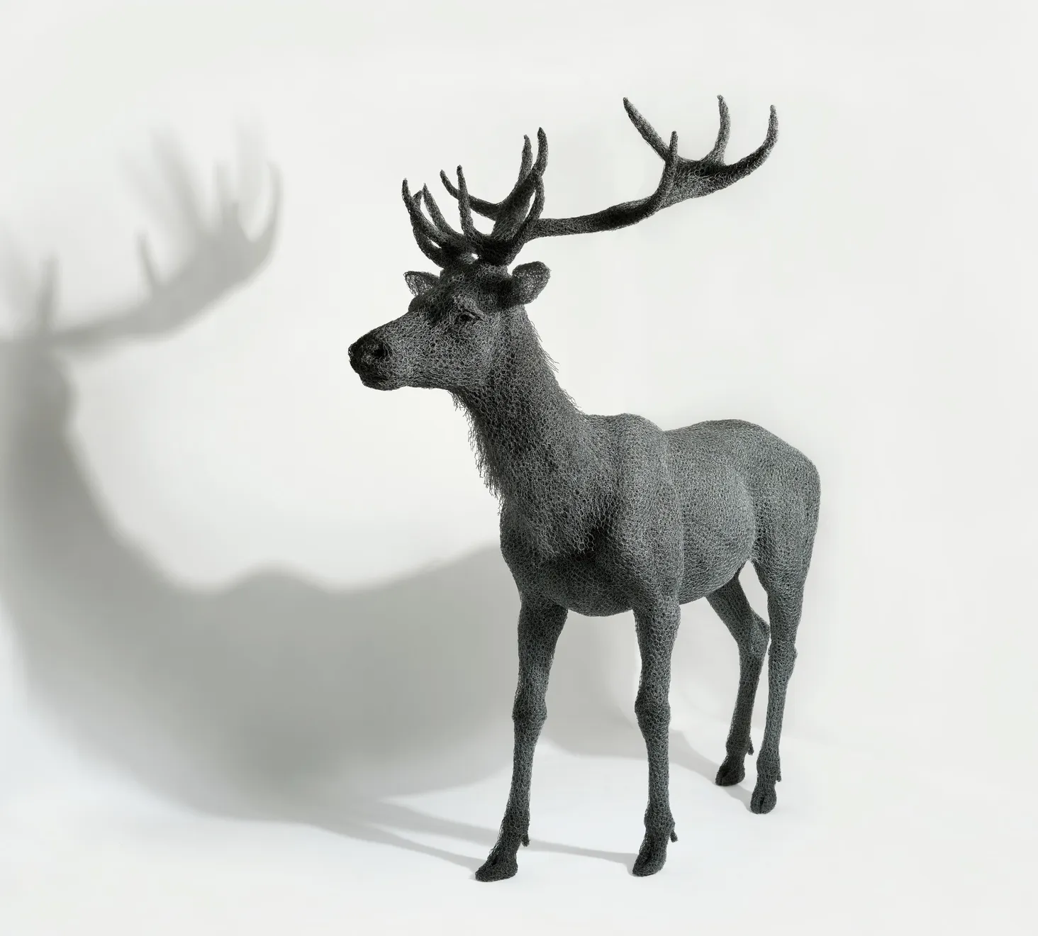 Kendra Haste MRSS, Red Stag, 2022