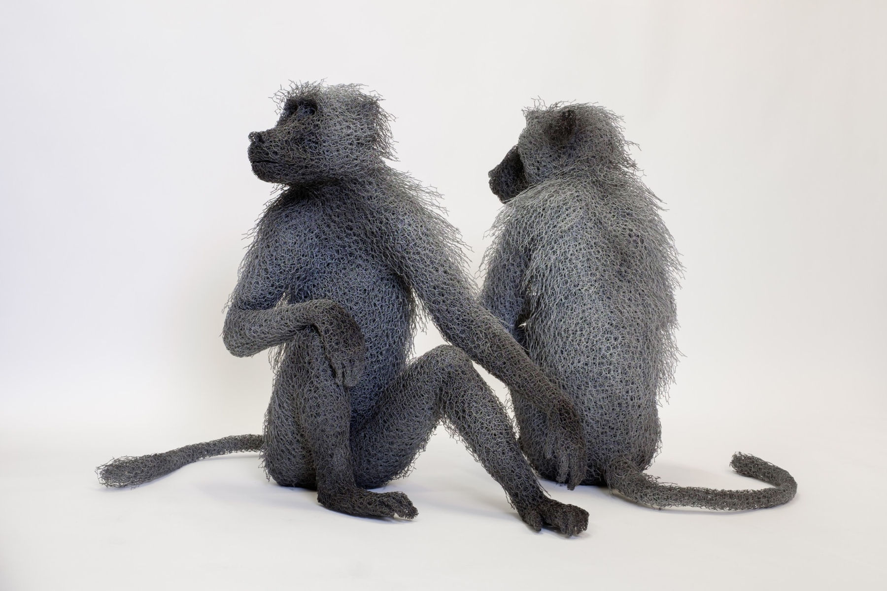 Kendra Haste MRSS, Chacma Baboon Troop, 2017