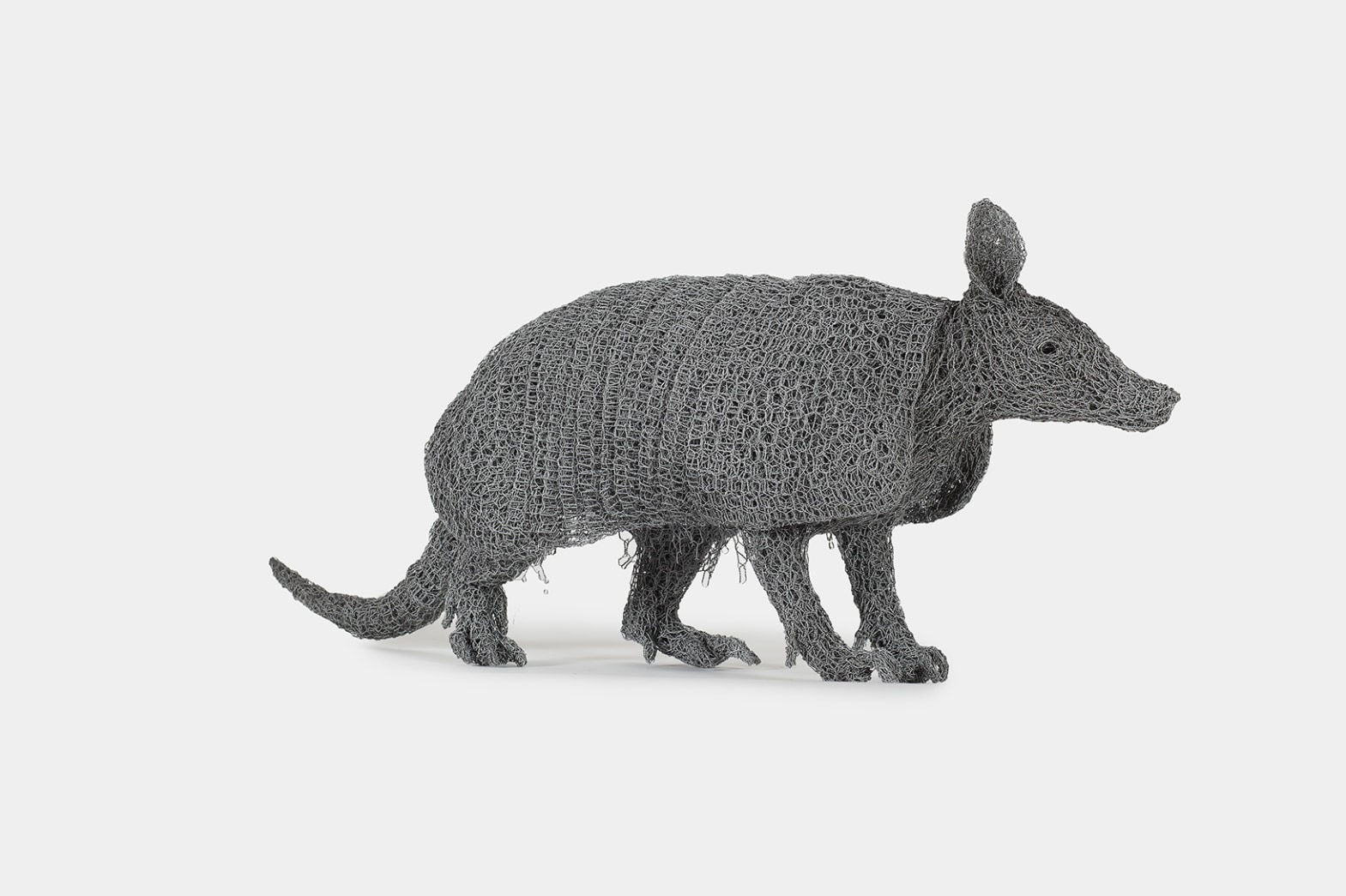 Kendra Haste MRSS, Nine Banded Armadillo, 2023