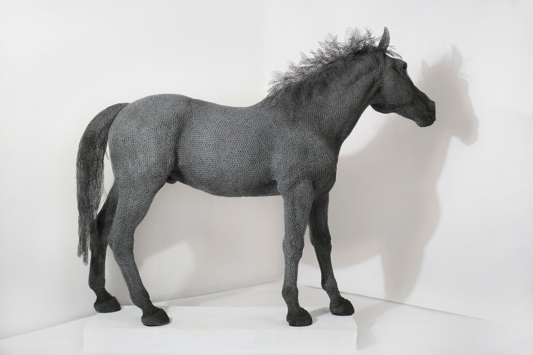 Kendra Haste MRSS, Wild Mustang, 2021