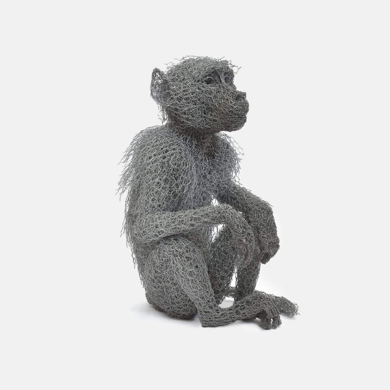 Kendra Haste MRSS, Young Baboon, 2023