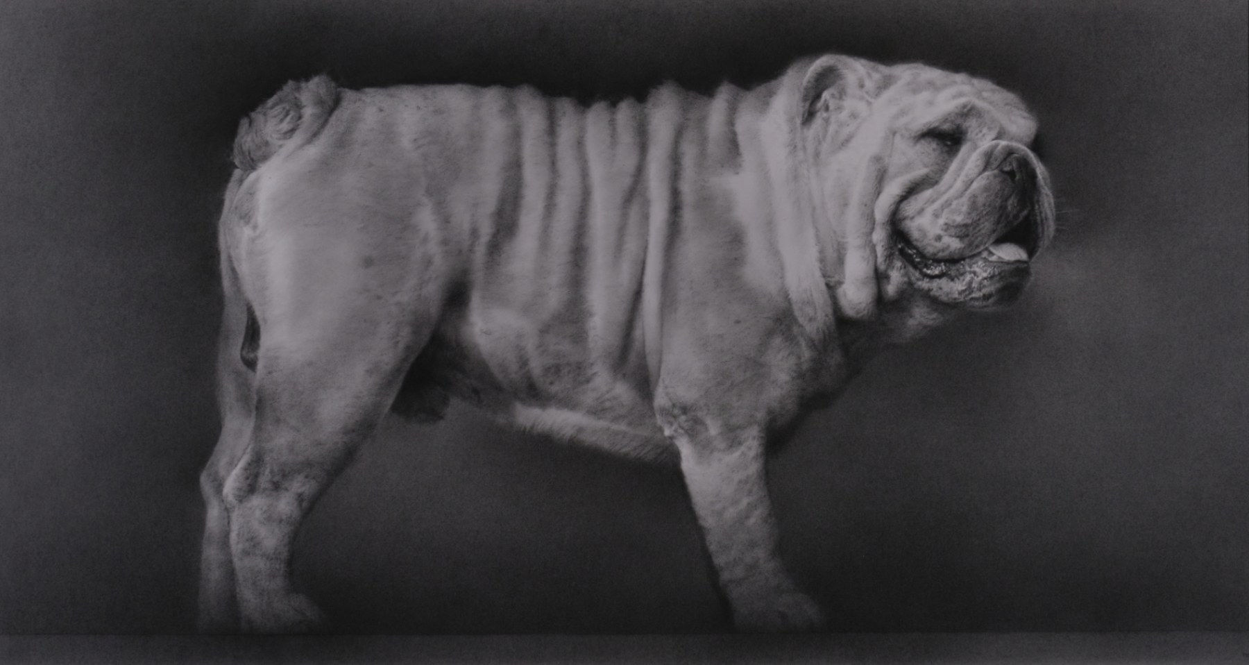 Paul Emsley, Bulldog, 2004