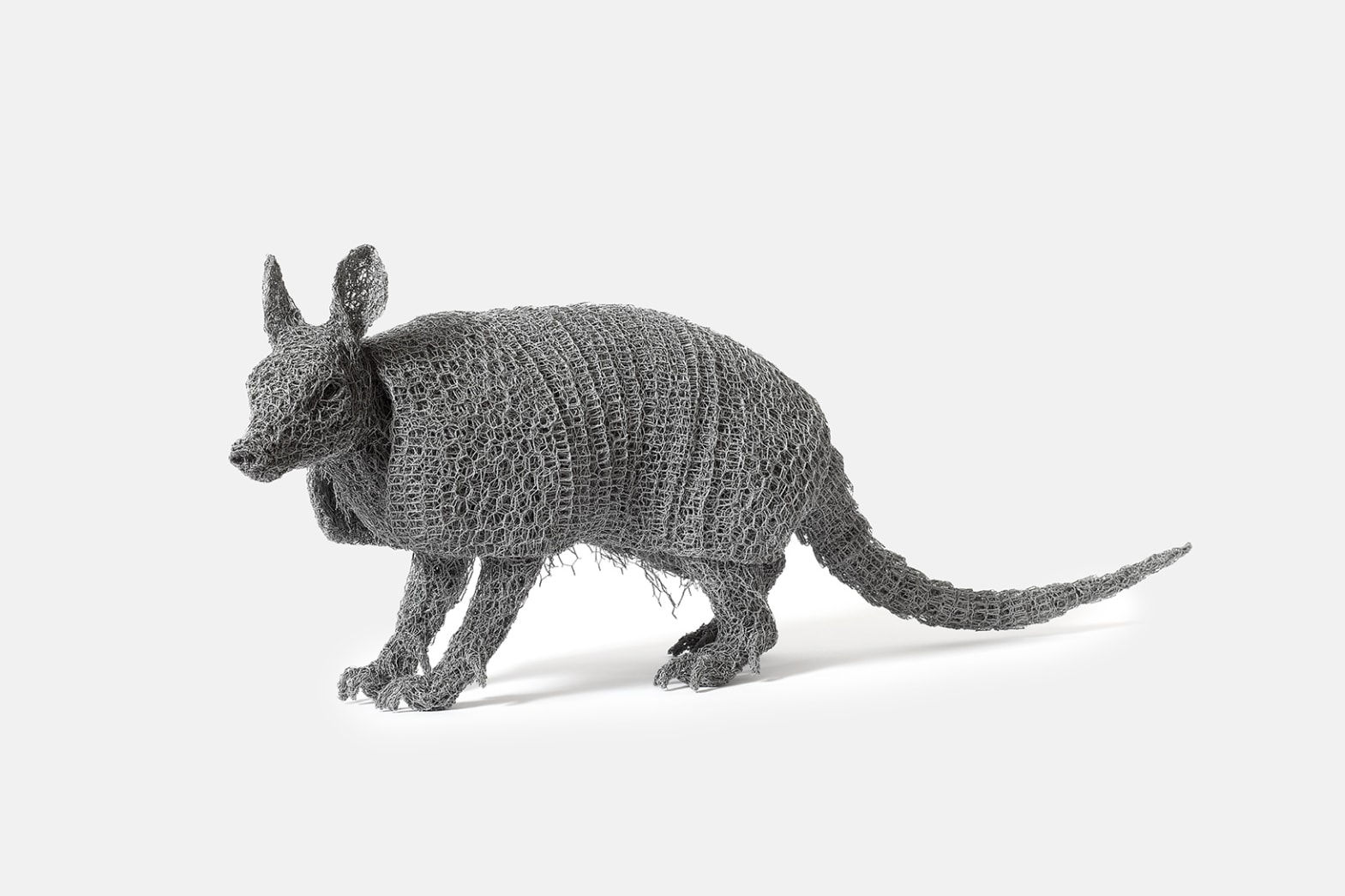 Kendra Haste MRSS, Nine Banded Armadillo, 2023