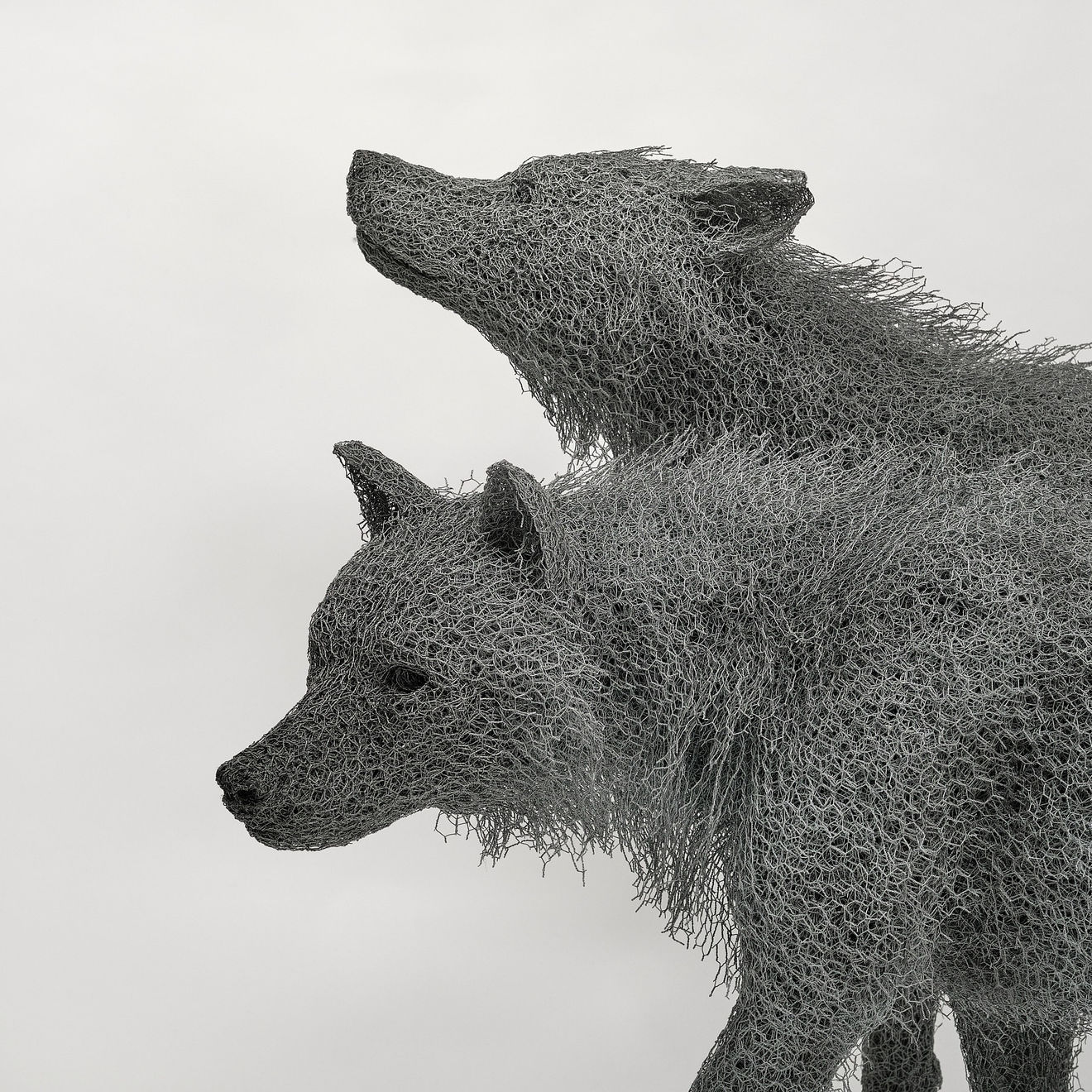 Kendra Haste MRSS, Alpha Male Wolf, 2024