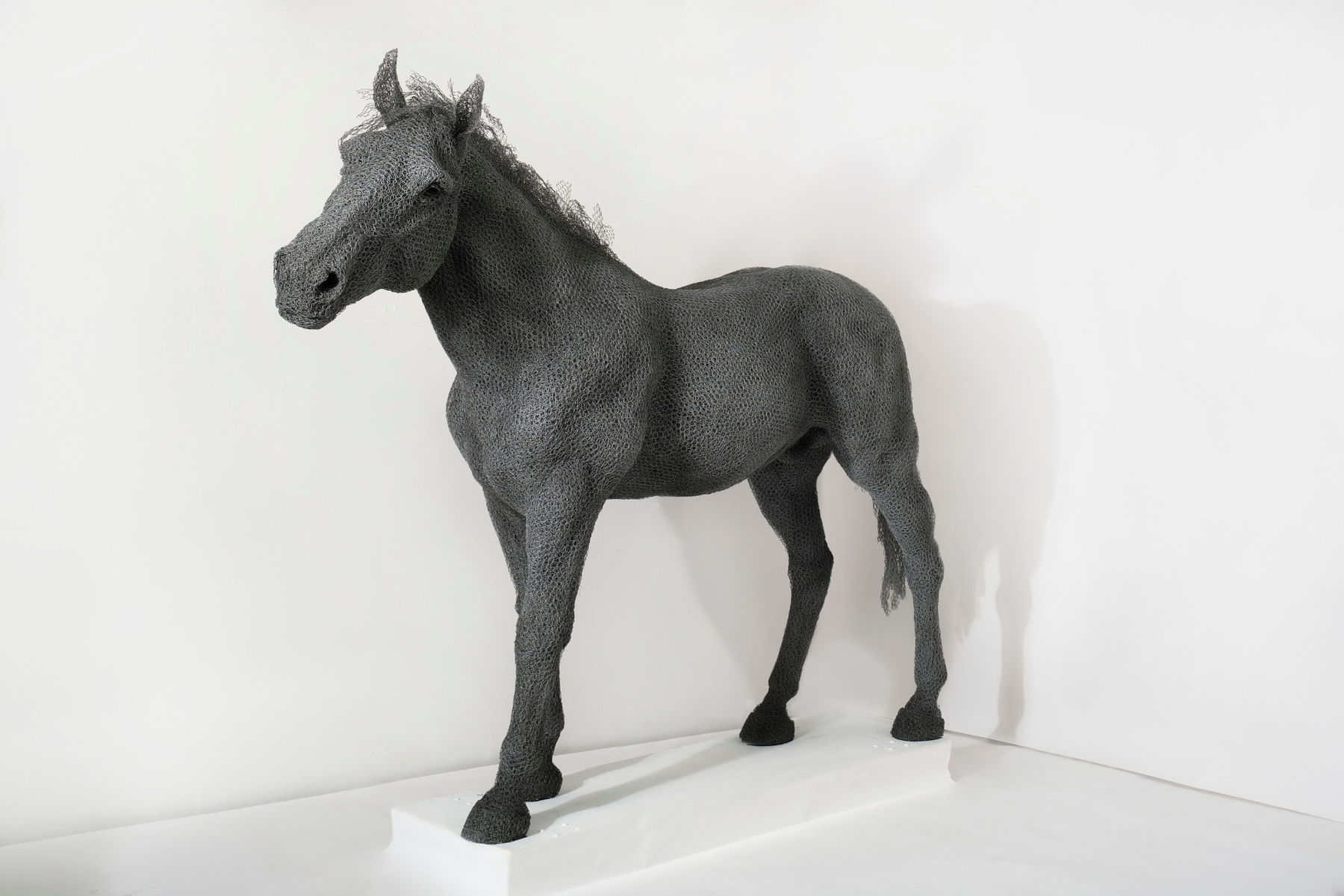 Kendra Haste MRSS, Wild Mustang, 2021