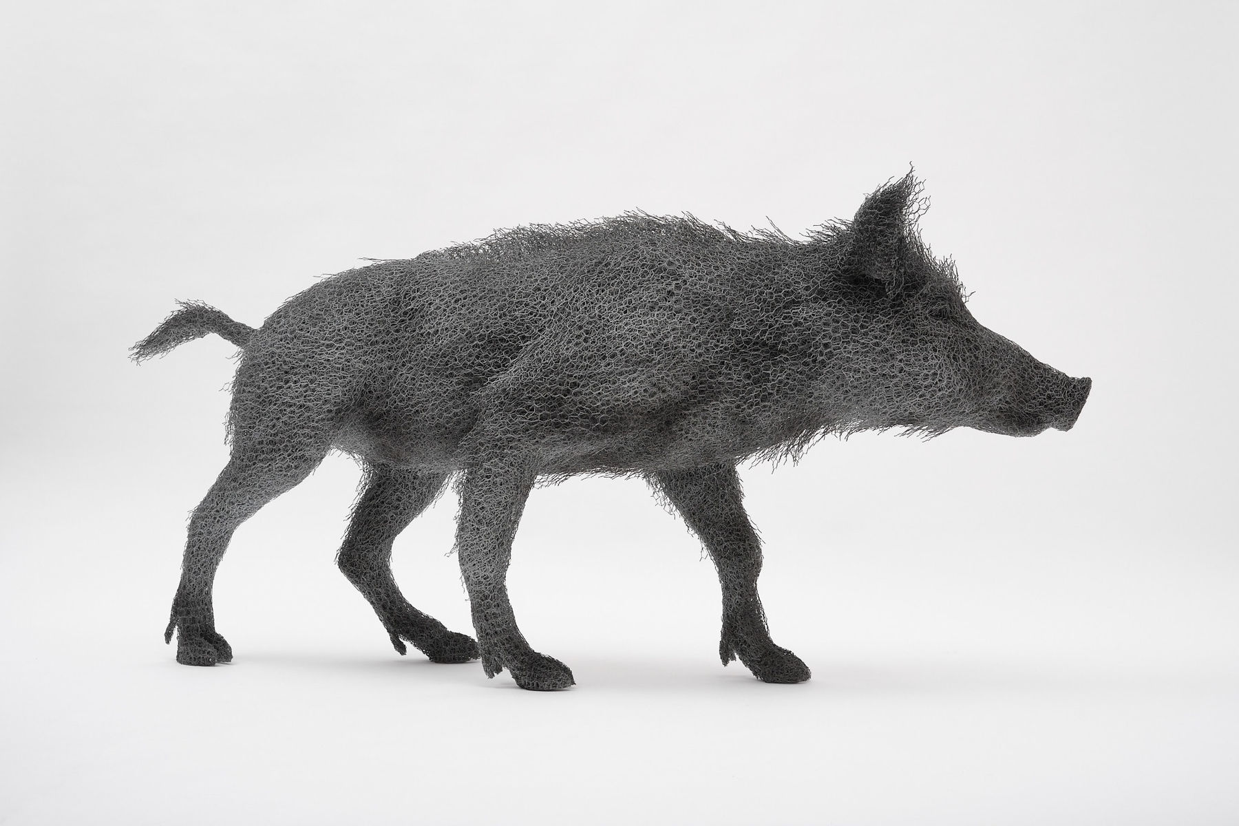 Kendra Haste MRSS, Wild Female Boar, 2025