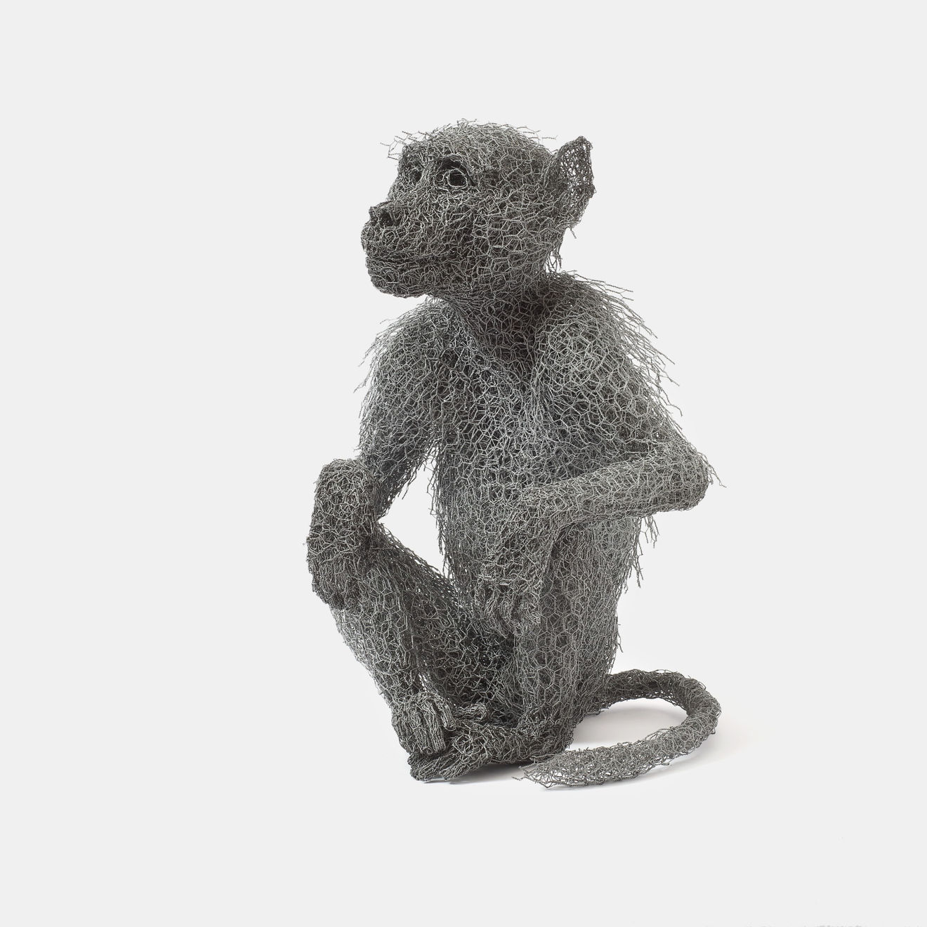 Kendra Haste MRSS, Young Baboon, 2023