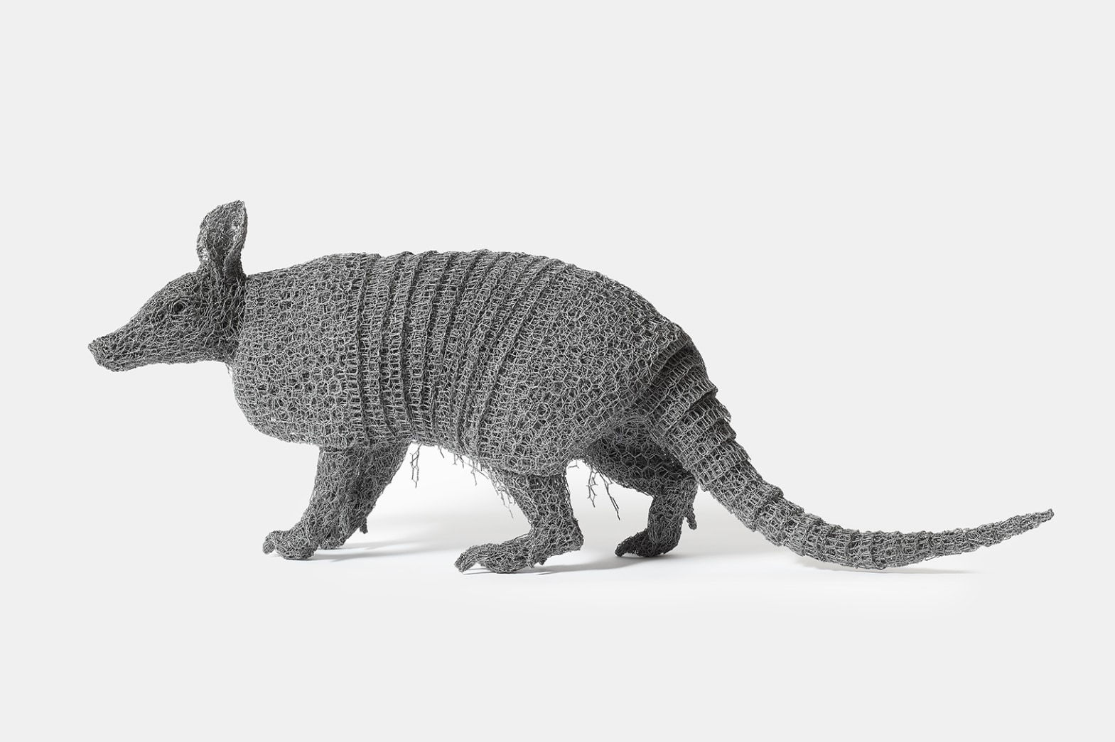 Kendra Haste MRSS, Nine Banded Armadillo, 2023