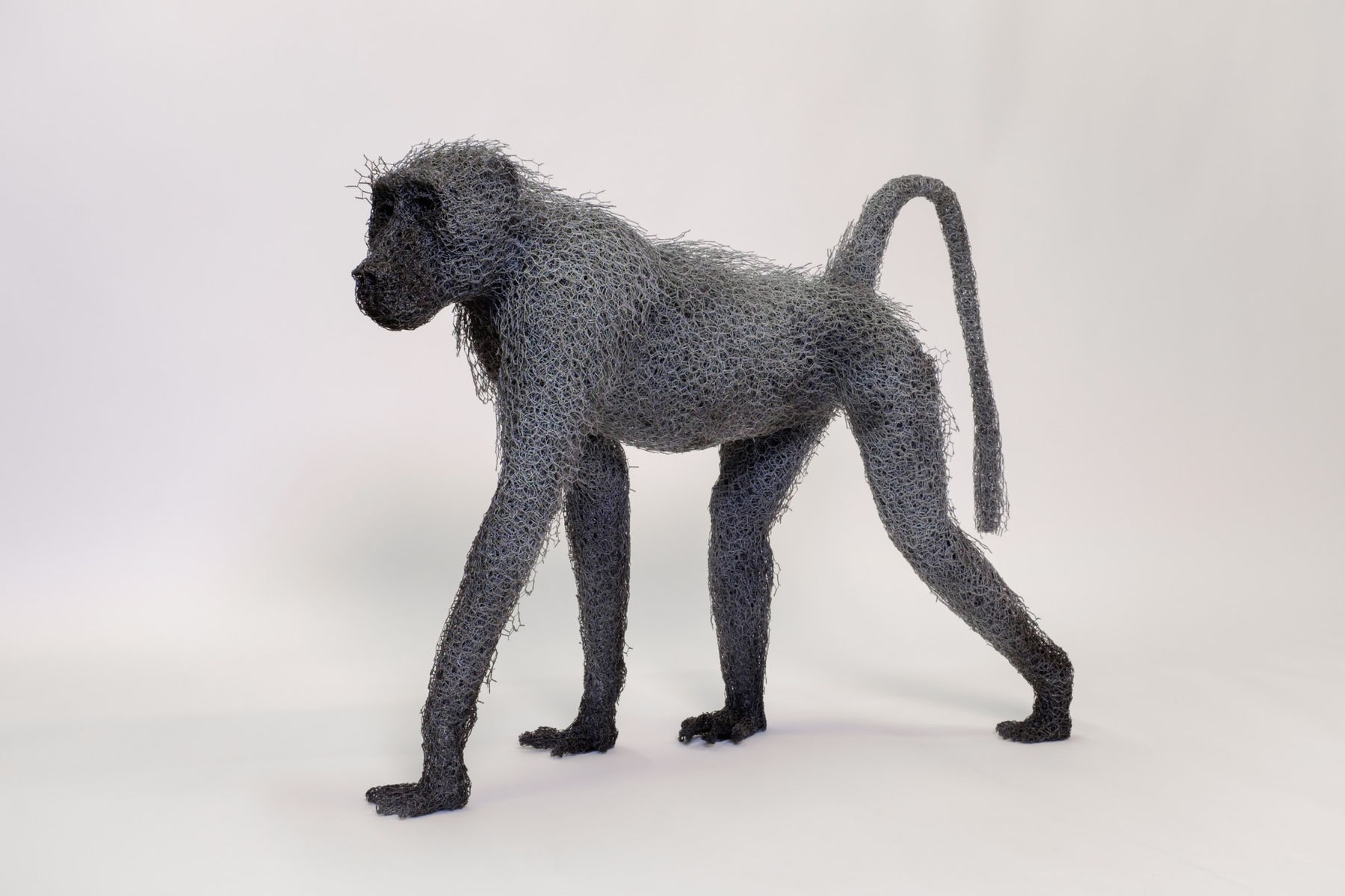 Kendra Haste MRSS, Chacma Baboon Troop, 2017