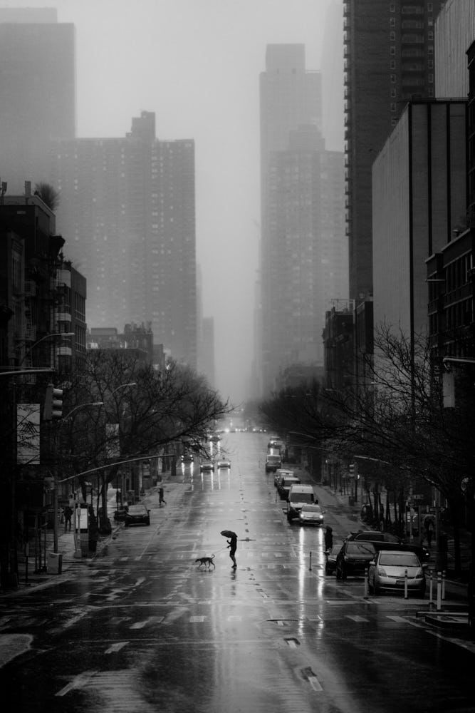 PHIL PENMAN, Dog Walker on 10th Avenue, New York, 2020