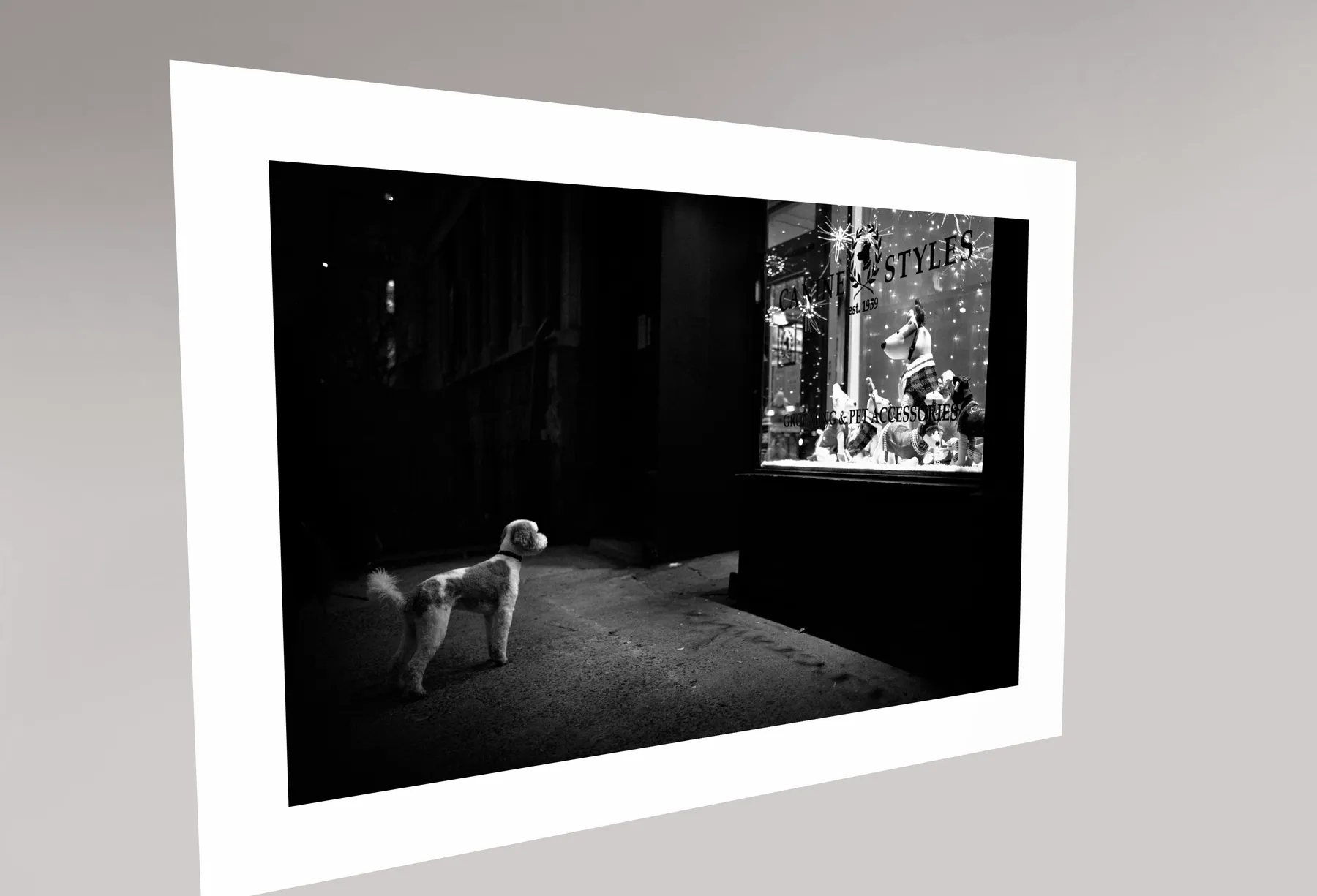PHIL PENMAN, Dog in the Window, 2021