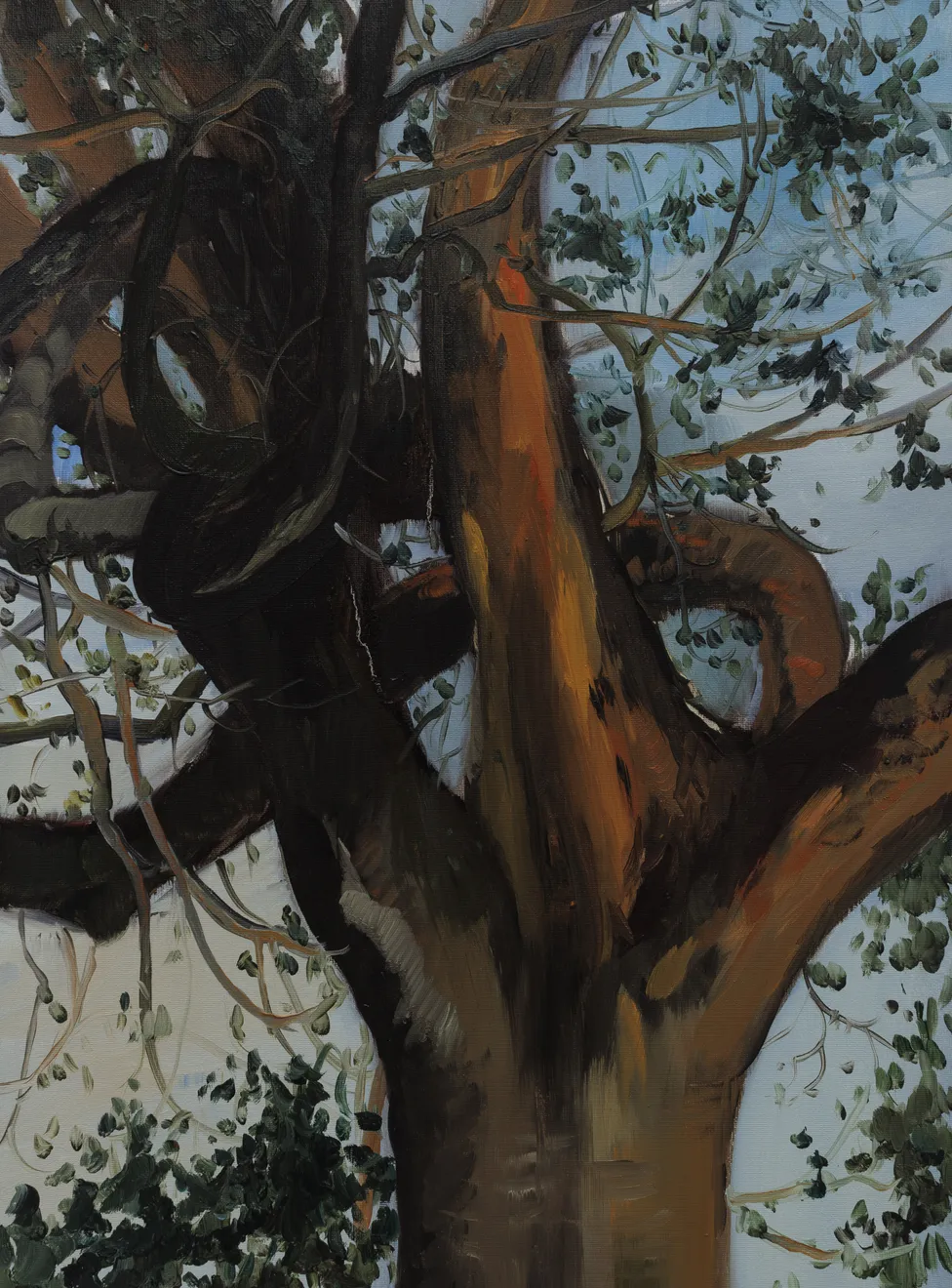 Luca Sára Rózsa, Mirror Portrait of Tree and Human, 2025