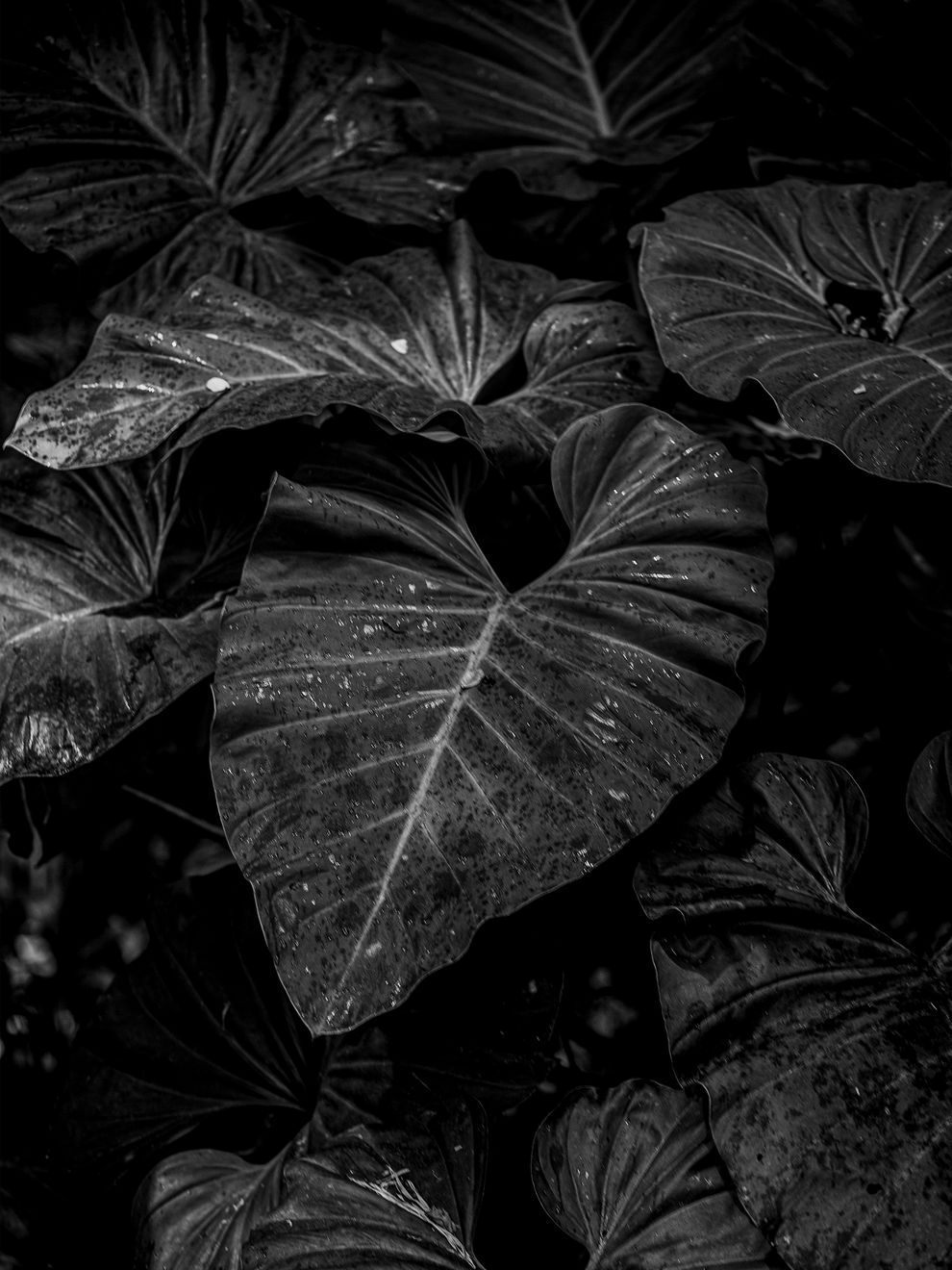 Ruben van Schalm, Grow and Decay