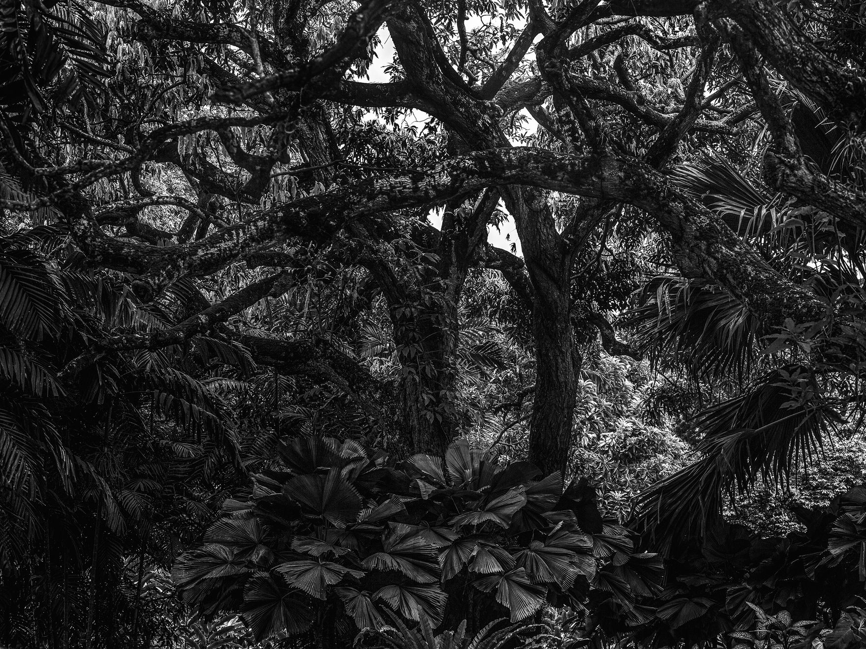 Ruben van Schalm, Nature is Speaking