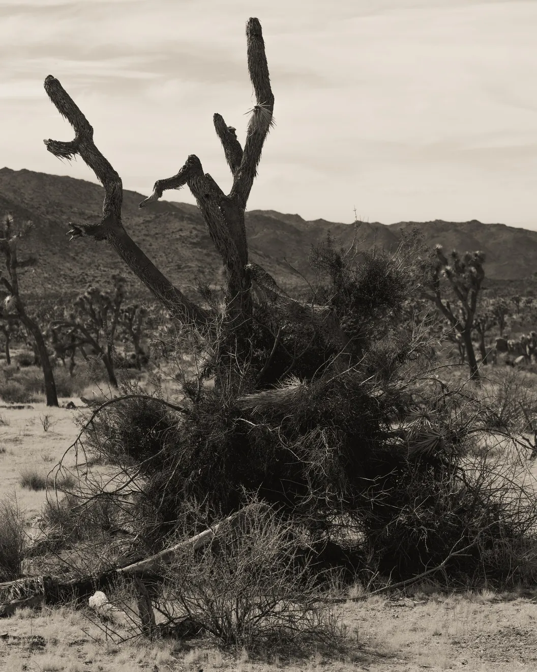 Ruben van Schalm, Reaching from the Ground