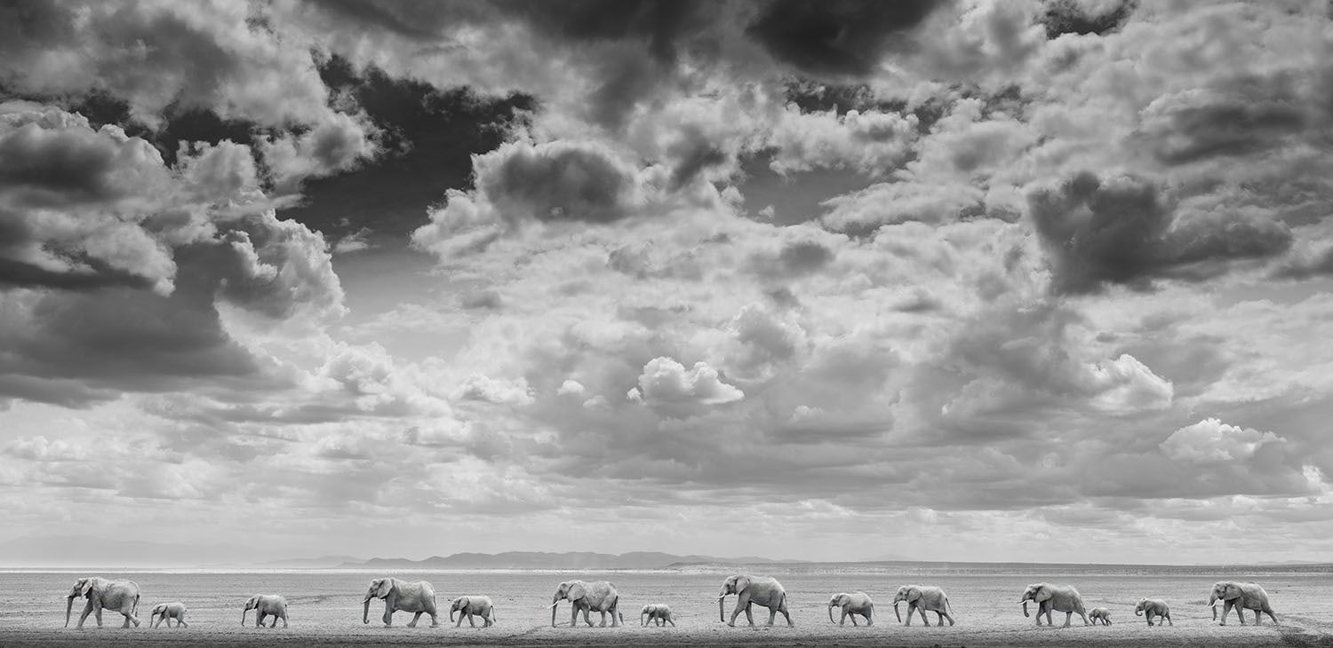 James Lewin, The Elephant Train