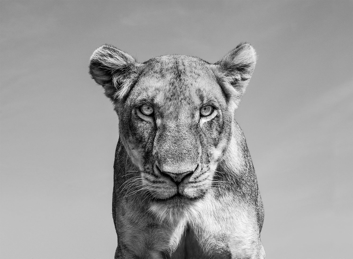 James Lewin black and white photo of of a single female lion looking directly at the viewer