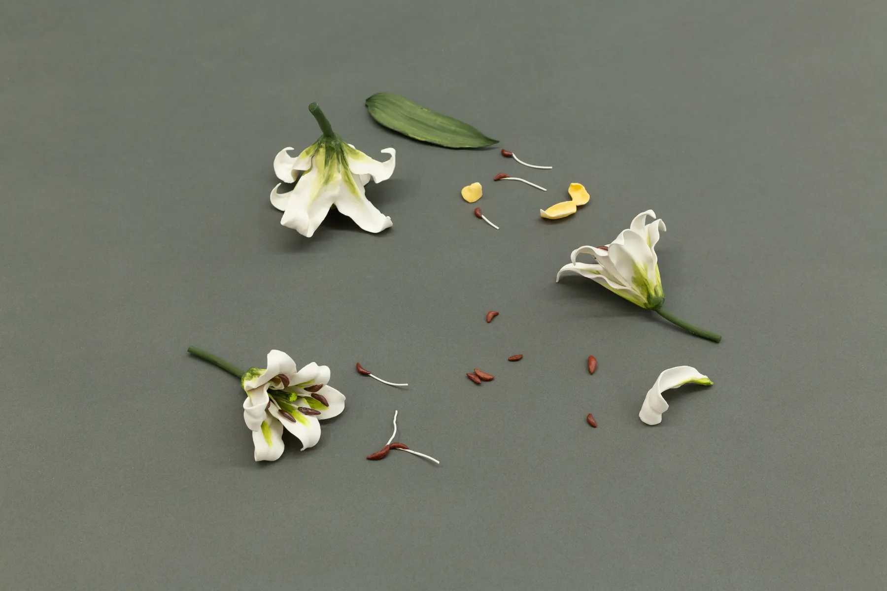 Cindy Huang, First breath 百合花, #5, 2023