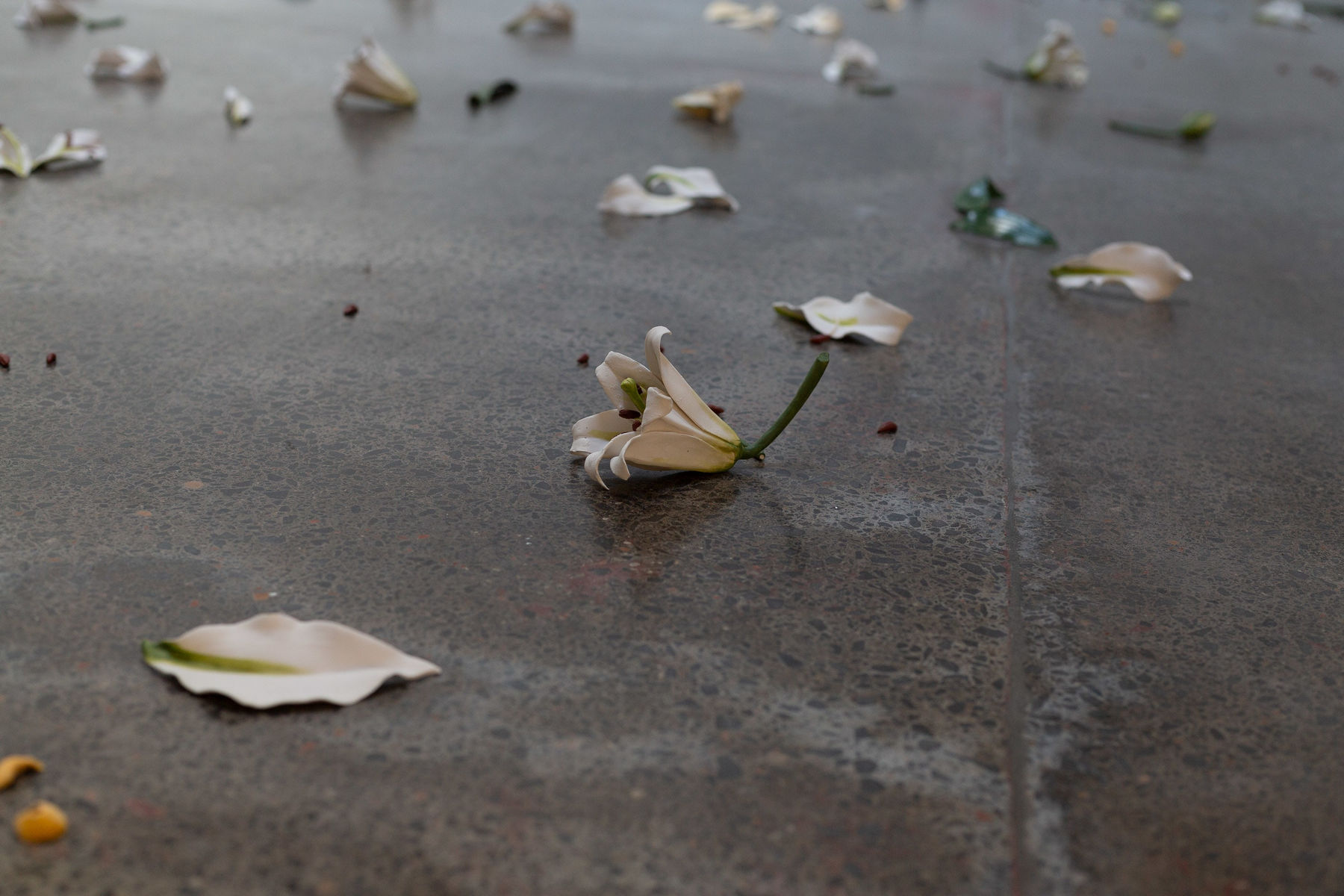 Cindy Huang, Follow the smell of his faint breath [...] akin returned to till, 2023