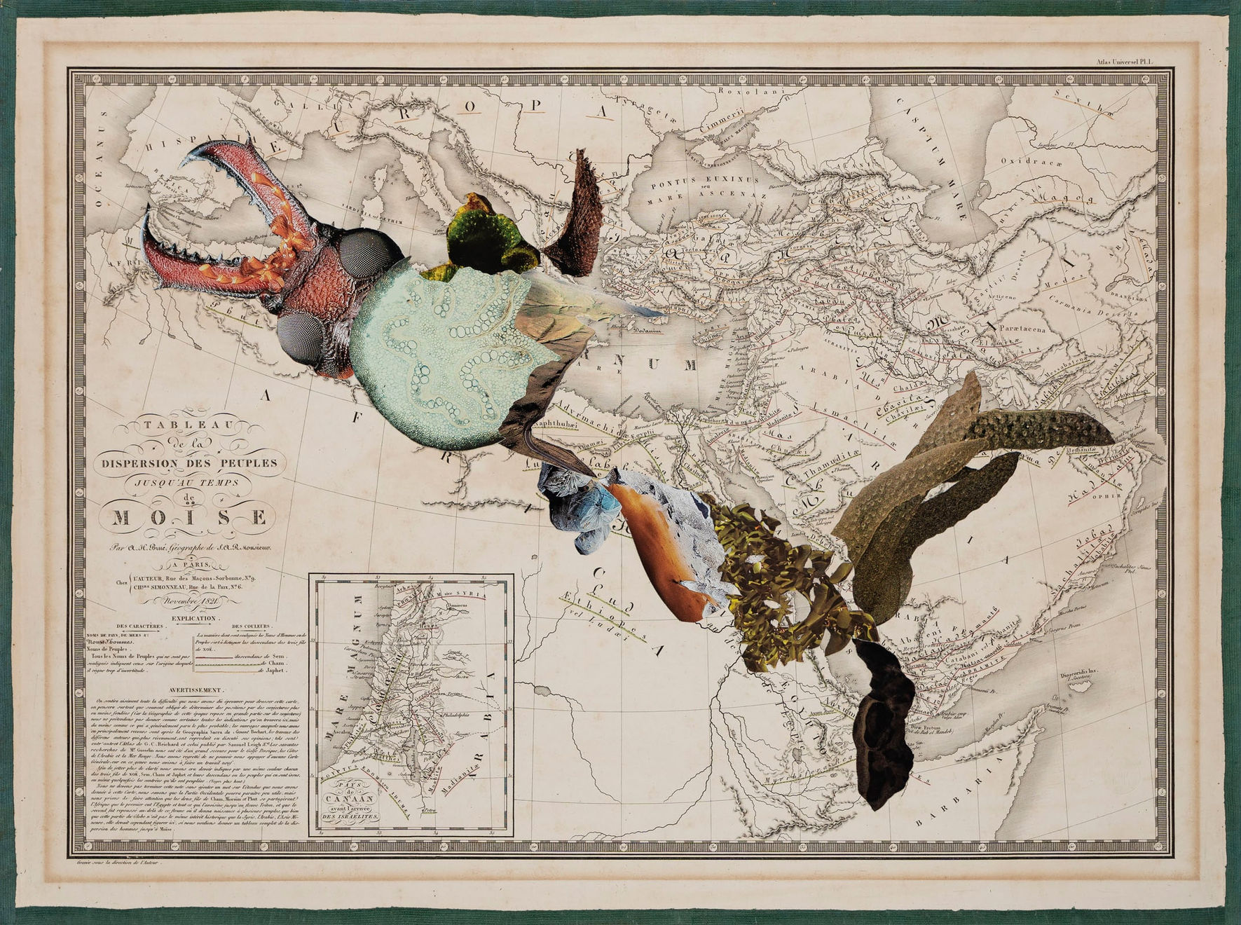 Apnavi Makanji, APPROPRIATION DISINFORMATION – NATURE AND THE BODY POLITIC Series: DISPERSION, 2024