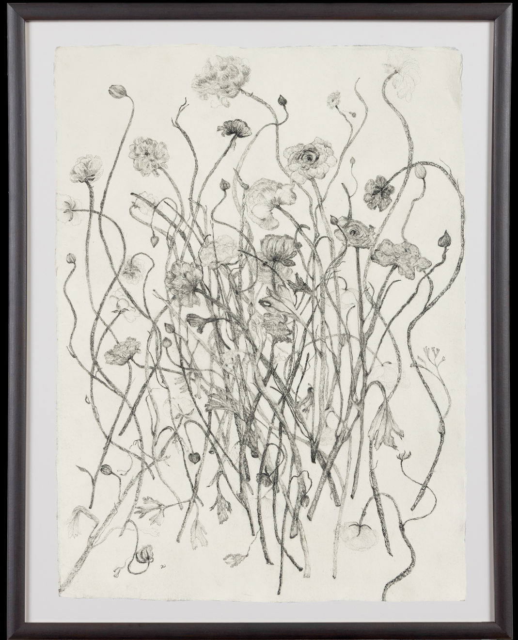 Fiona Waterstreet, Ranunculus, 2025