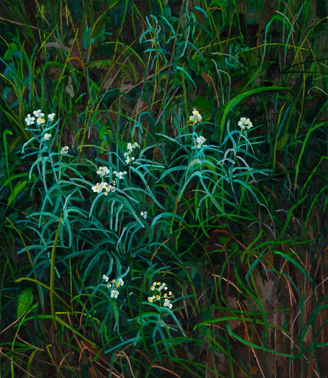 Claire Sherman, Wildflowers, 2020