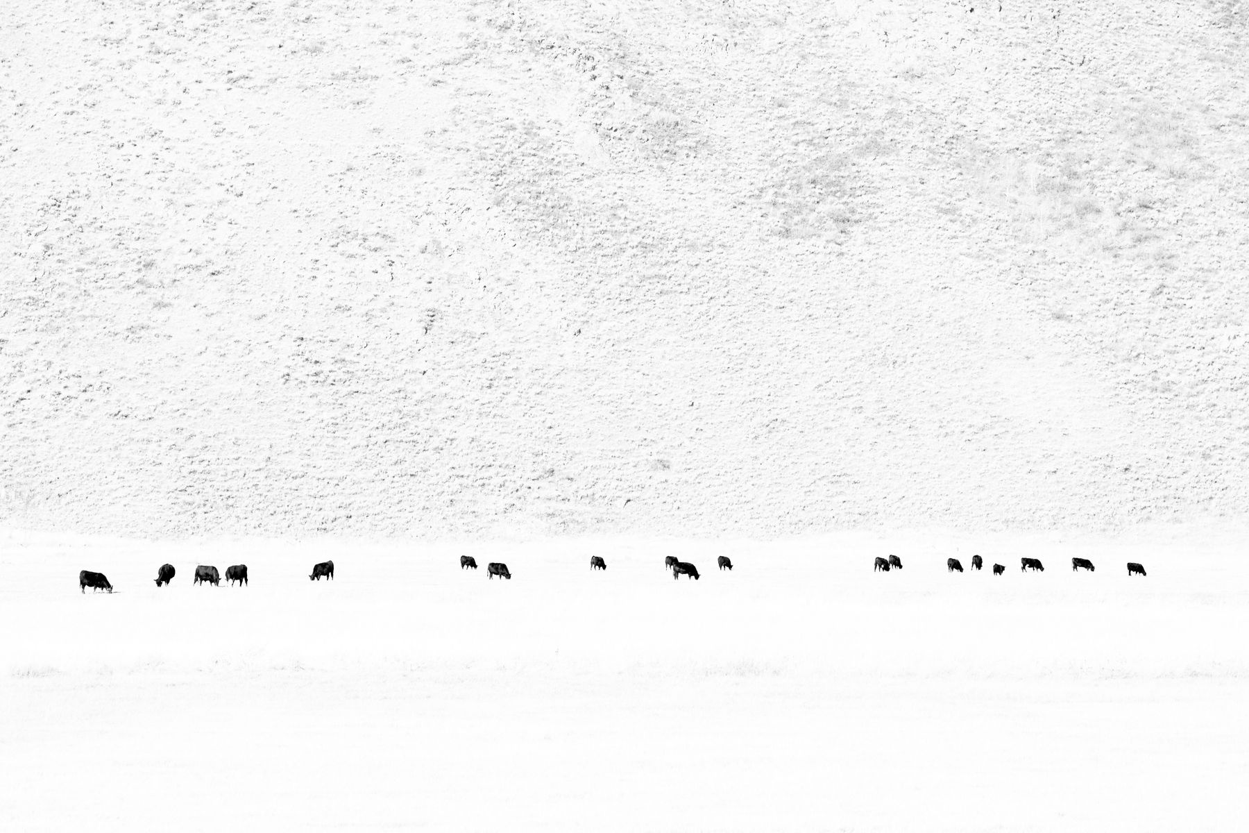 Tuck Fauntleroy, Winter Stock IV, 2011-2020