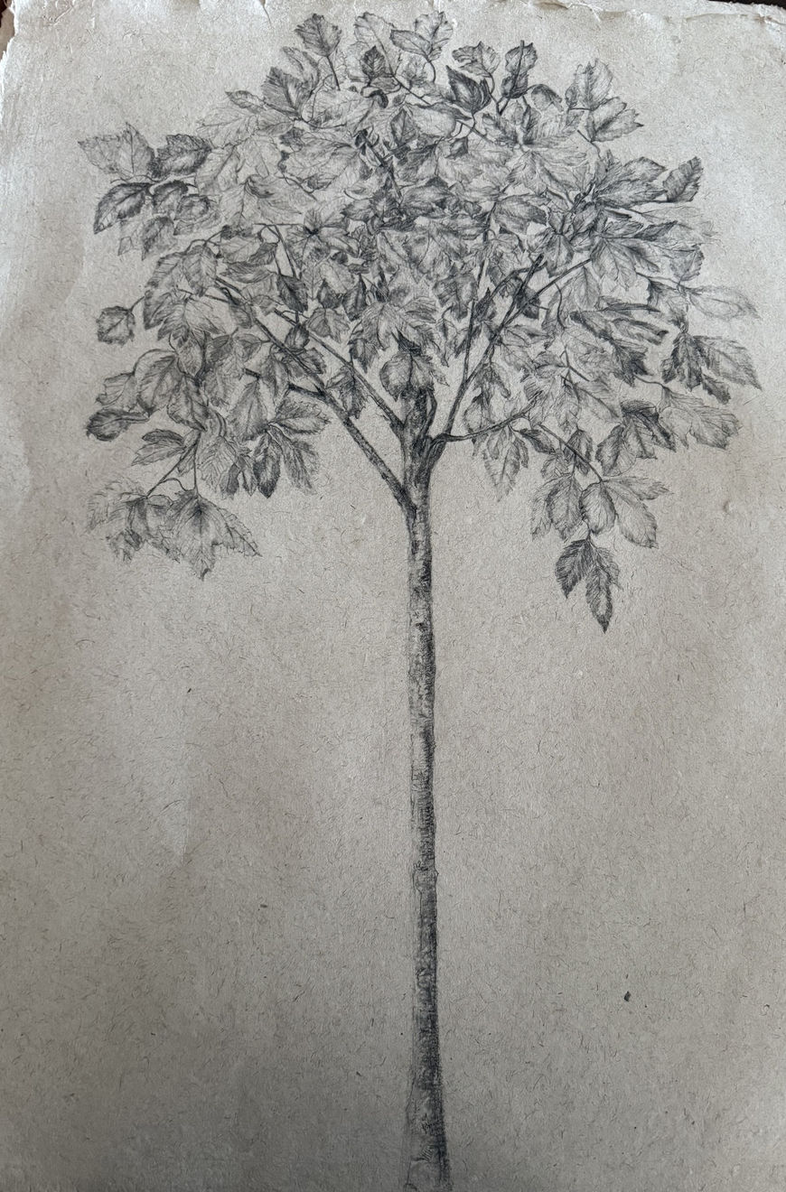 Fiona Waterstreet, Tree, 2025