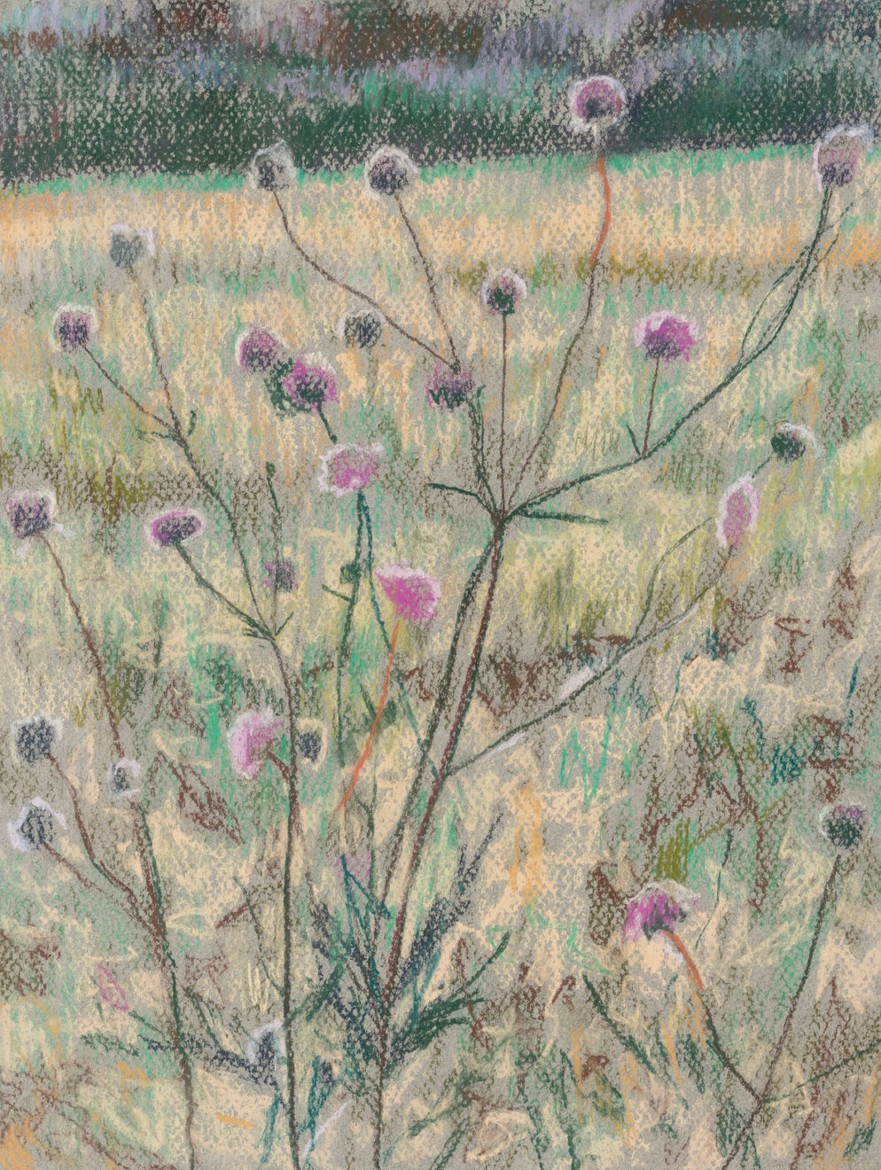 Susanne Johansson, Field Scabious / Akervadd, 2020