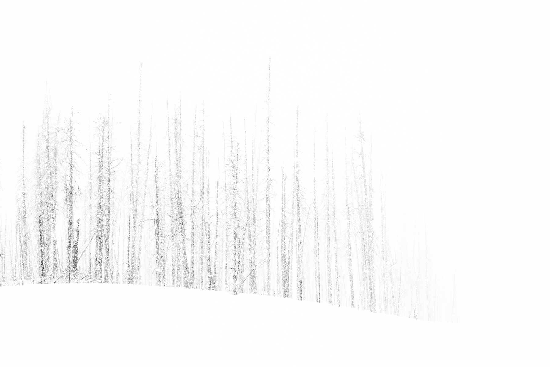 Tuck Fauntleroy, Burn XI, 2020-2022