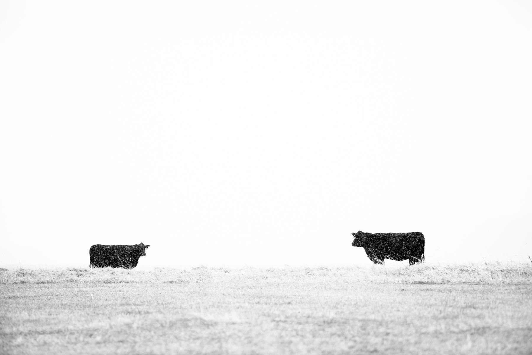 Tuck Fauntleroy, Winter Stock III, 2011 - 2020