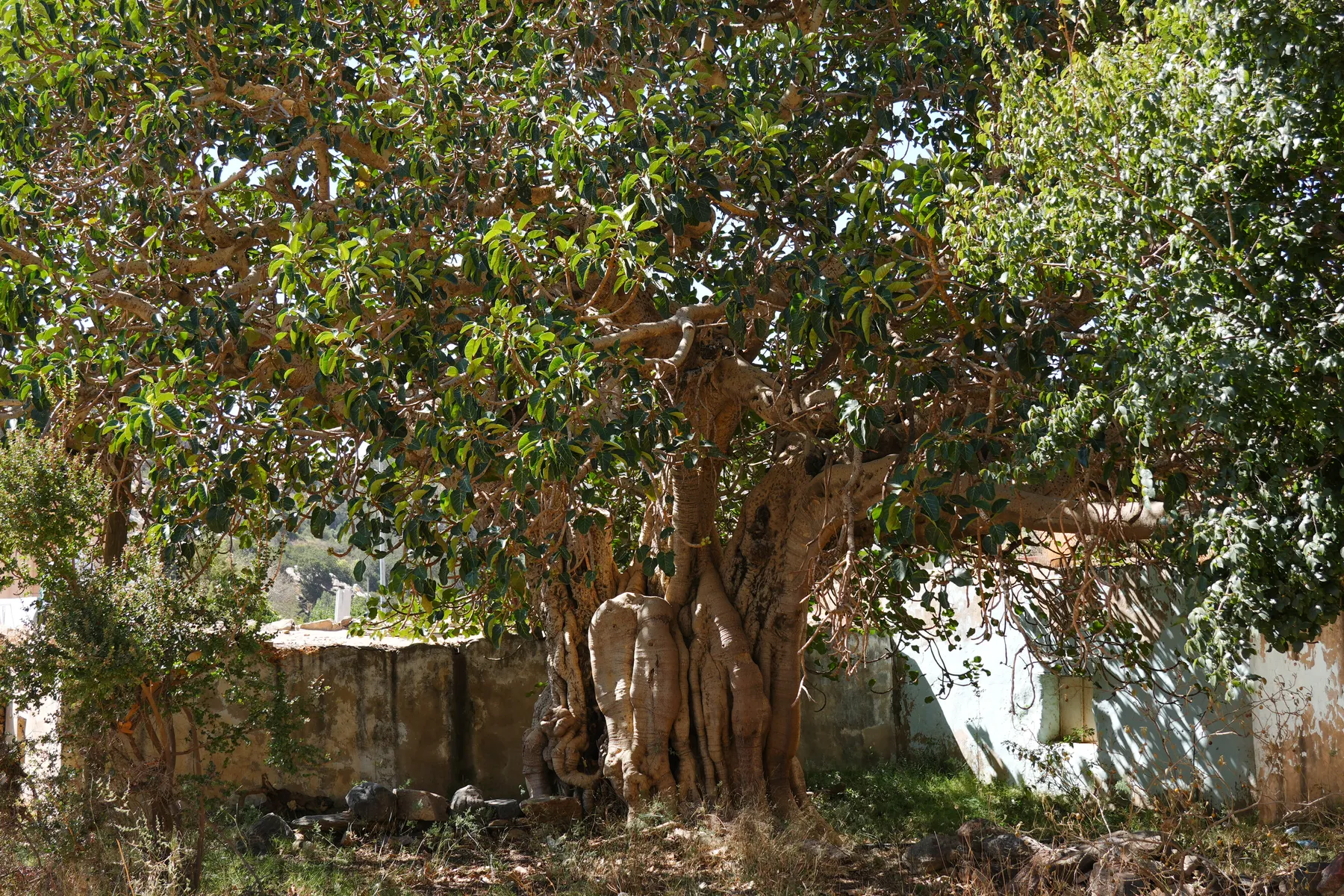 Ayman Zedani, Ancient tree, Tanomah, 2026