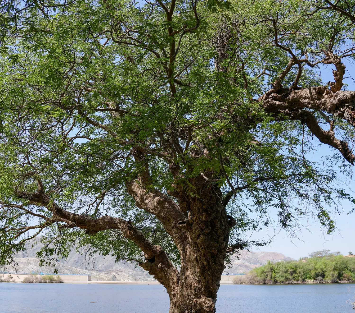 Ayman Zedani, Ancient tree, Muhayil Asir, 2026