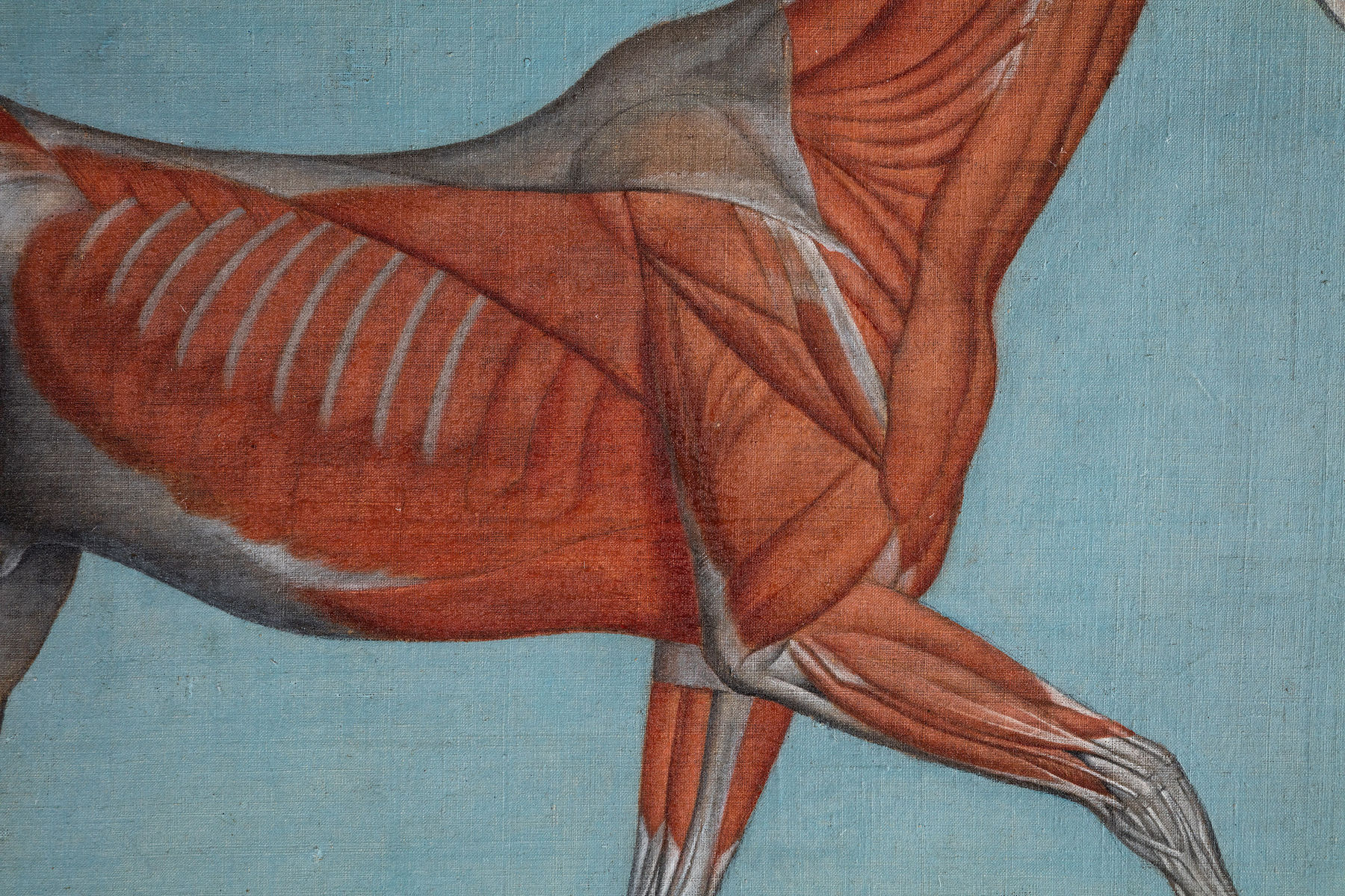 Pair of Anatomical Studies of a Horse