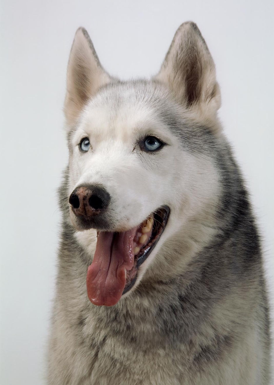 Buck Ellison, Every Good Boy Does Fine, 2009