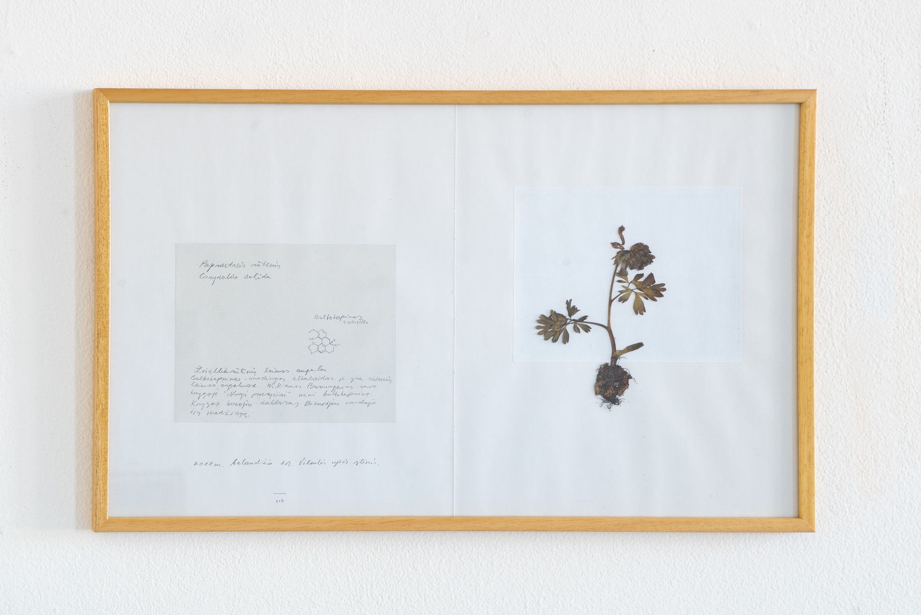 Laura Garbštienė, Iš ciklo "Gamtos pažinimo kambarys" (77 vnt.) / From cycle "Room of nature studies" (77 pieces), 2012