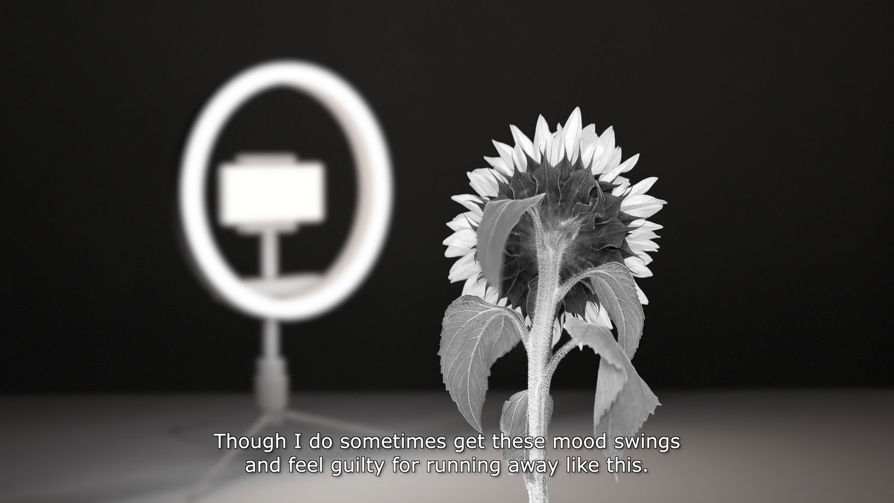 Viltė Bražiūnaitė ≈ Tomas Sinkevičius, Sunflower , 2021