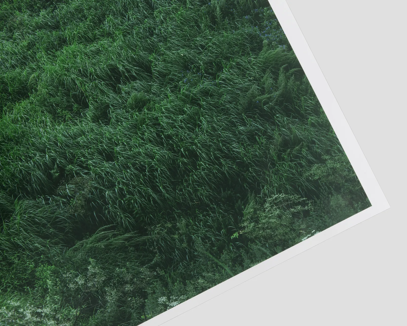 Rinko Kawauchi, Untitled, from the series Ametsuchi, 2013