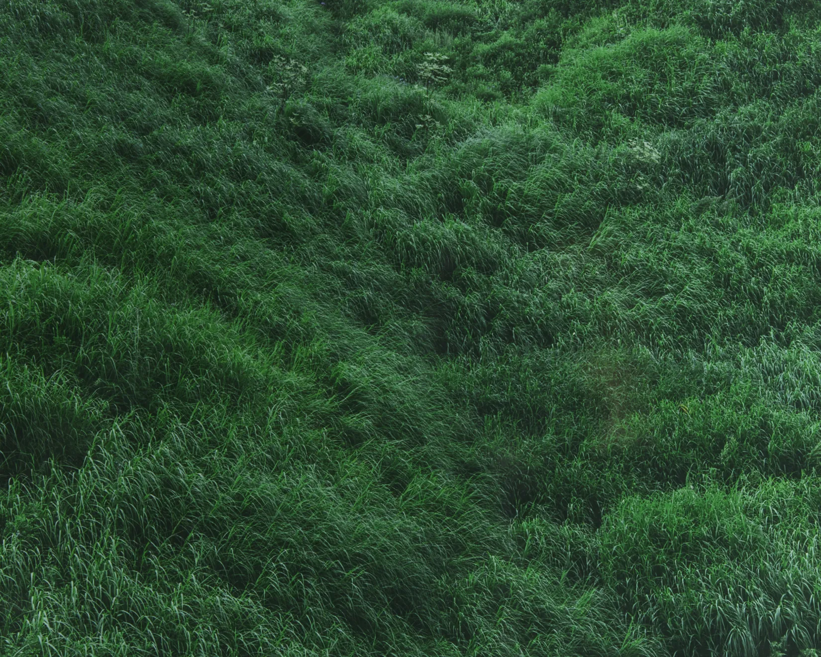 Rinko Kawauchi, Untitled, from the series Ametsuchi, 2013