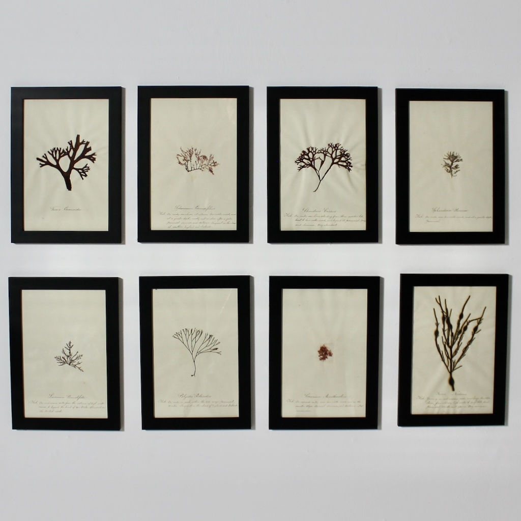 SET OF EIGHT FRAMED ENGLISH MID 19TH CENTURY PRESSED ALGAE AND SEAWEED