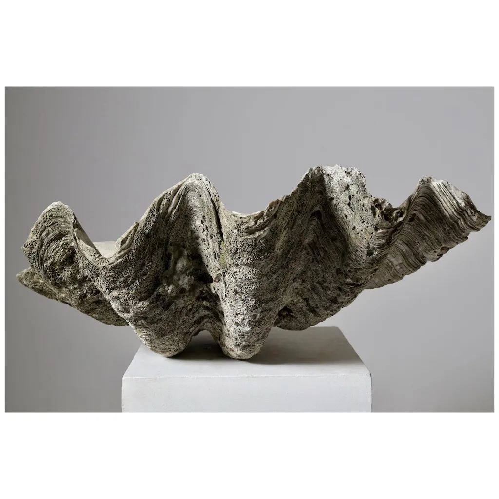 19th Century Giant Clam Shell of Very Large Proportions